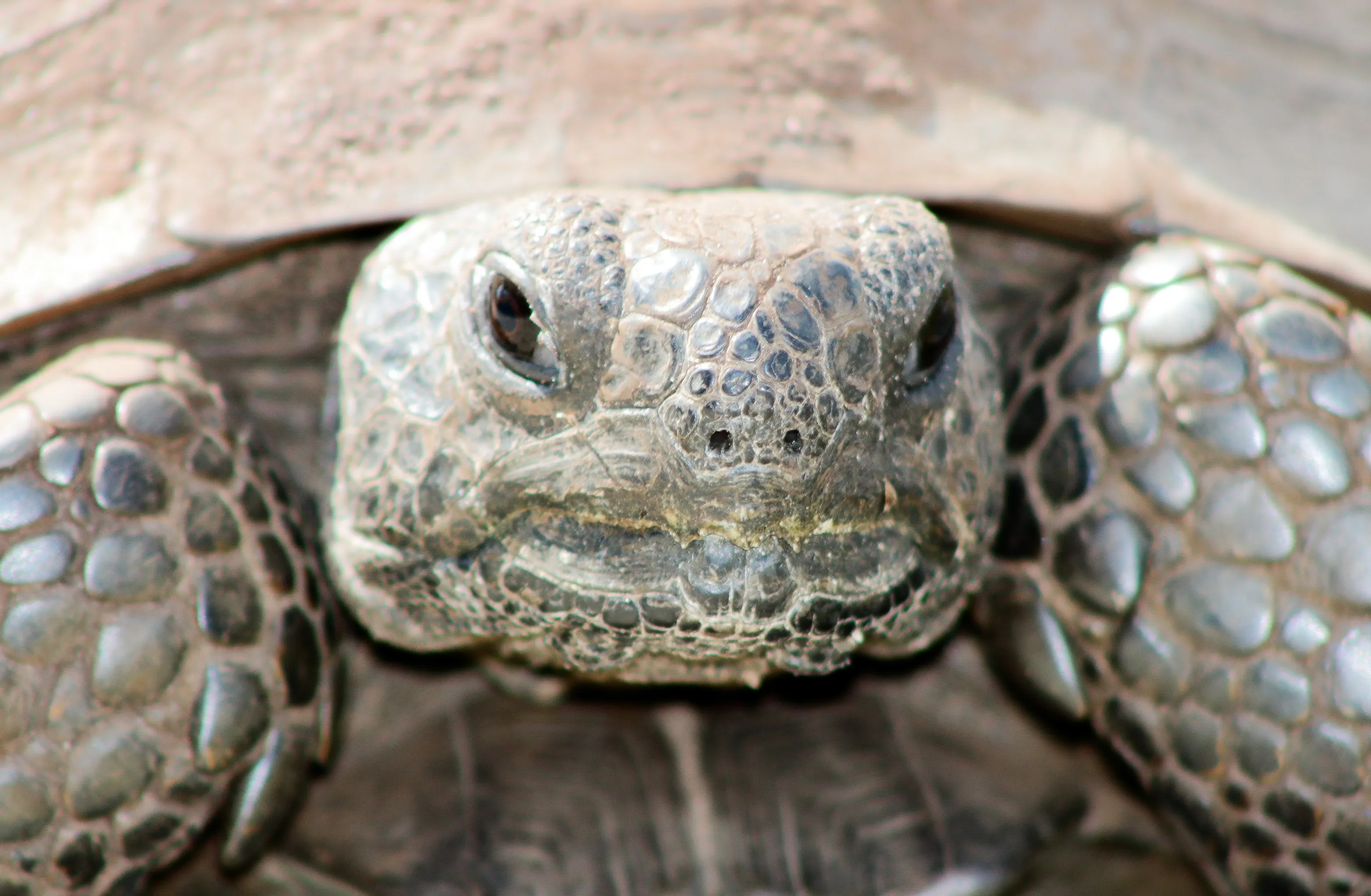Turtles and Tortoises