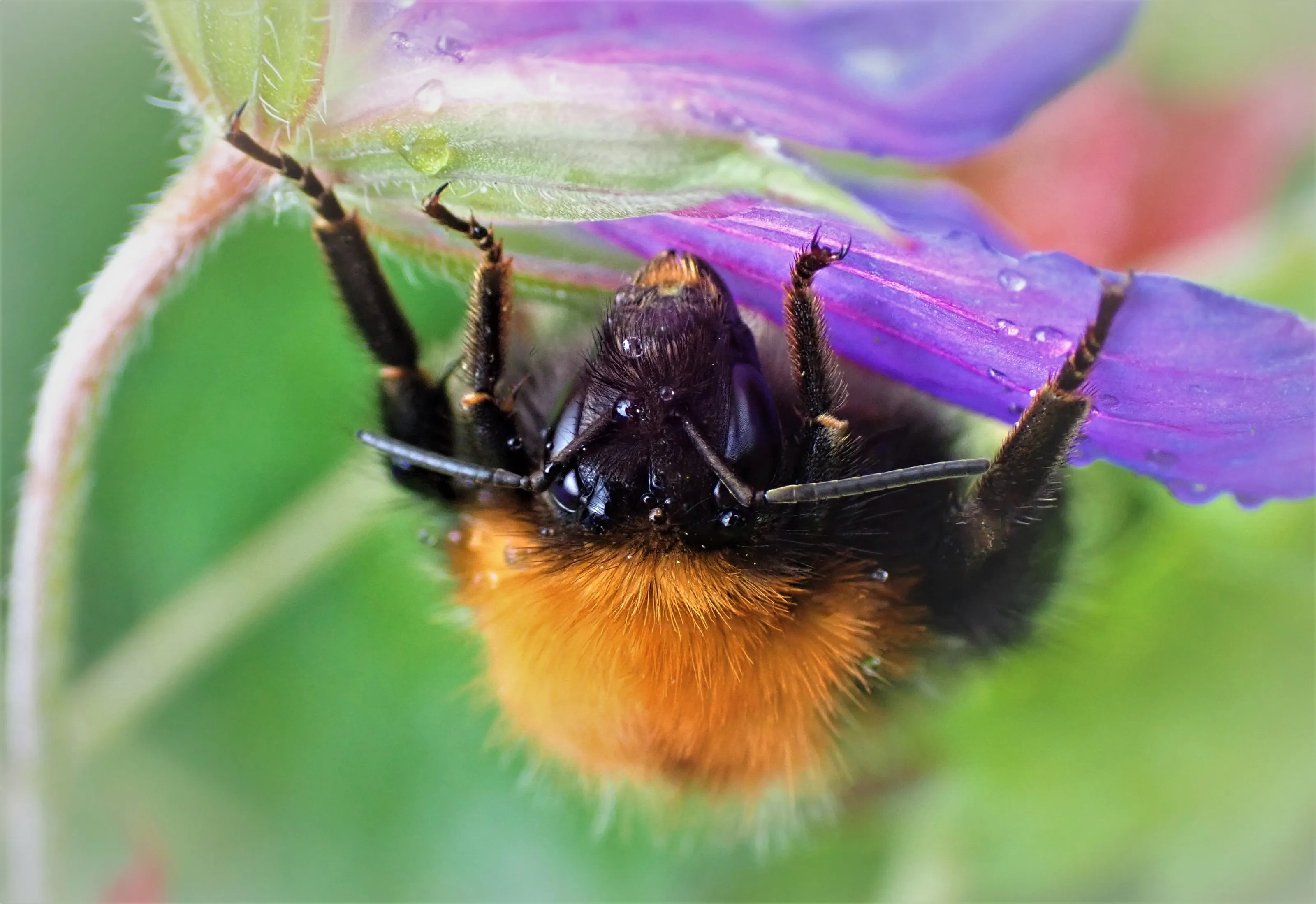 Bumblebees in Macro or Close-Up (in colour)