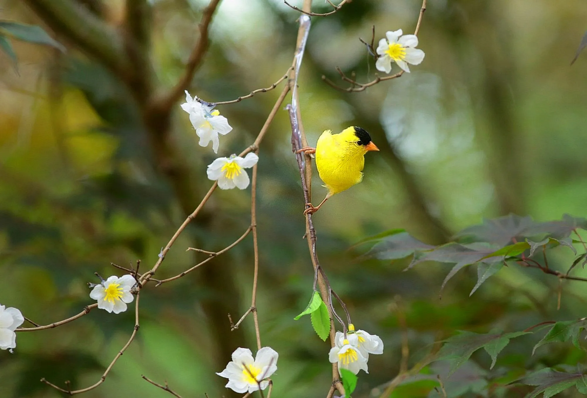 Finches in Colour