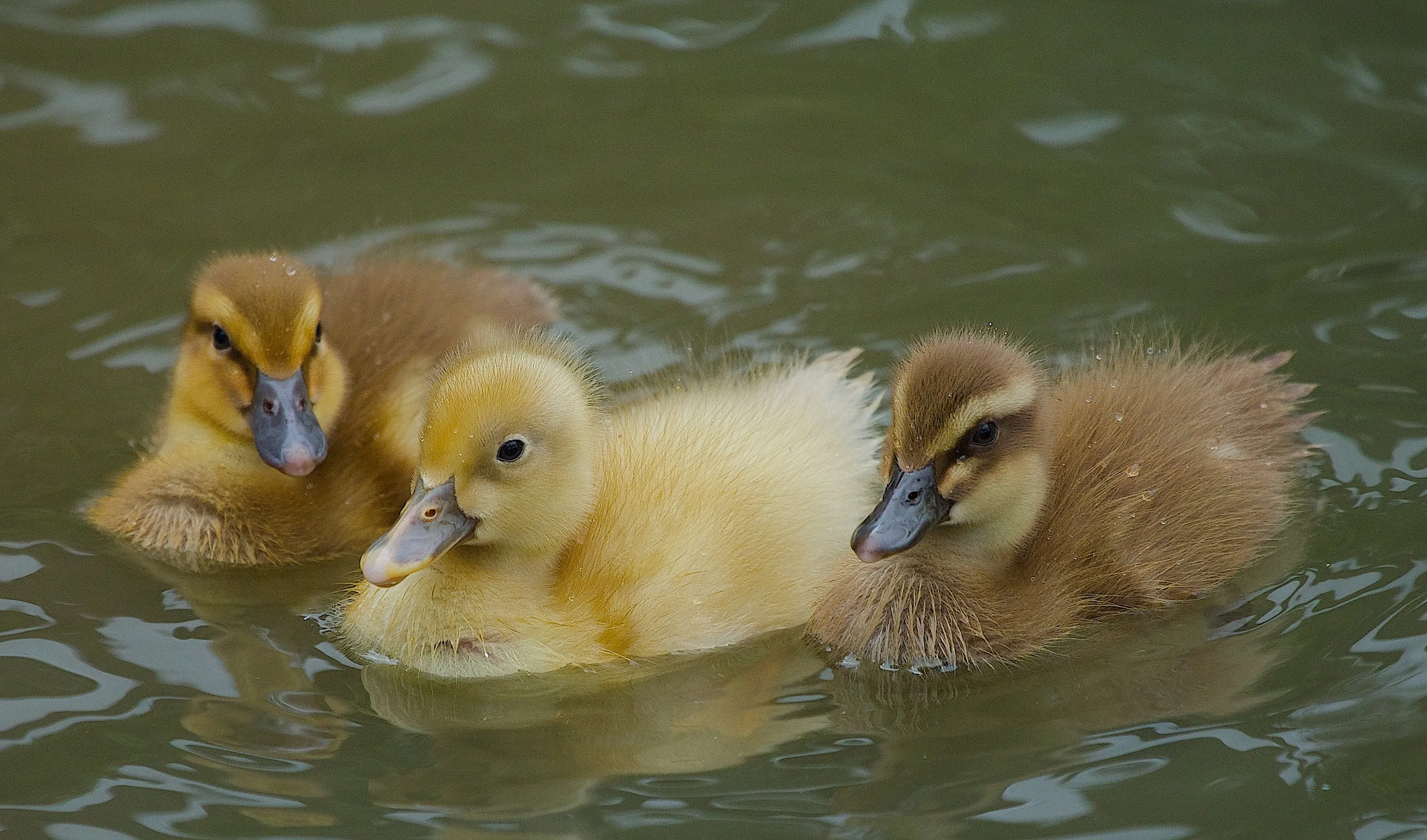 Baby Birds