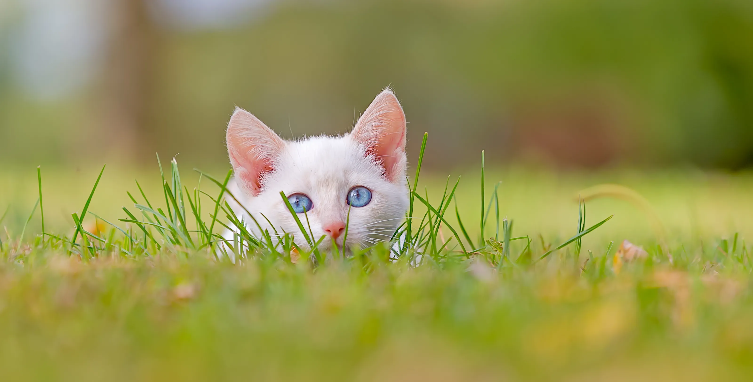 Pets at home