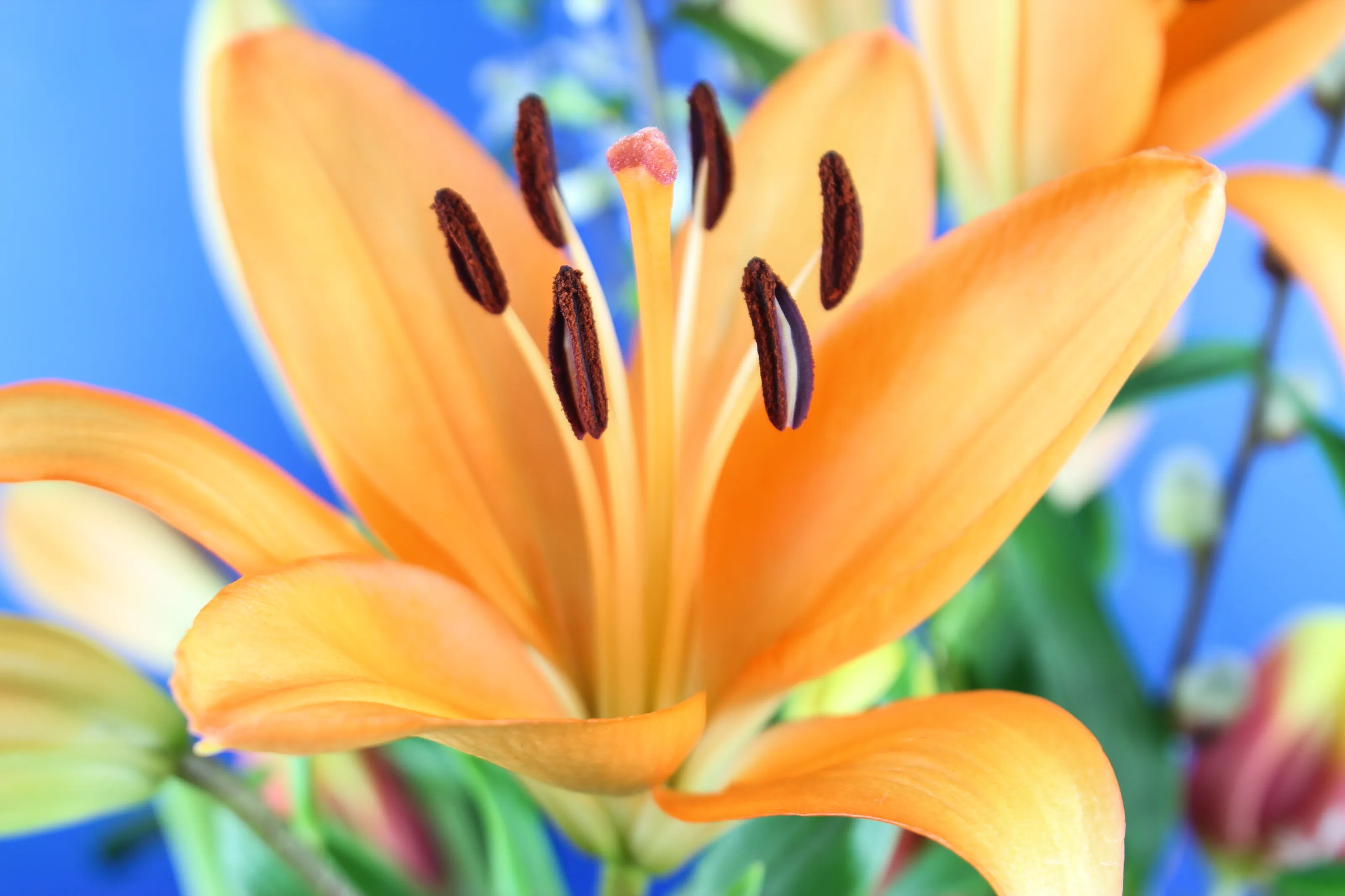 Lillies (no people or animals)