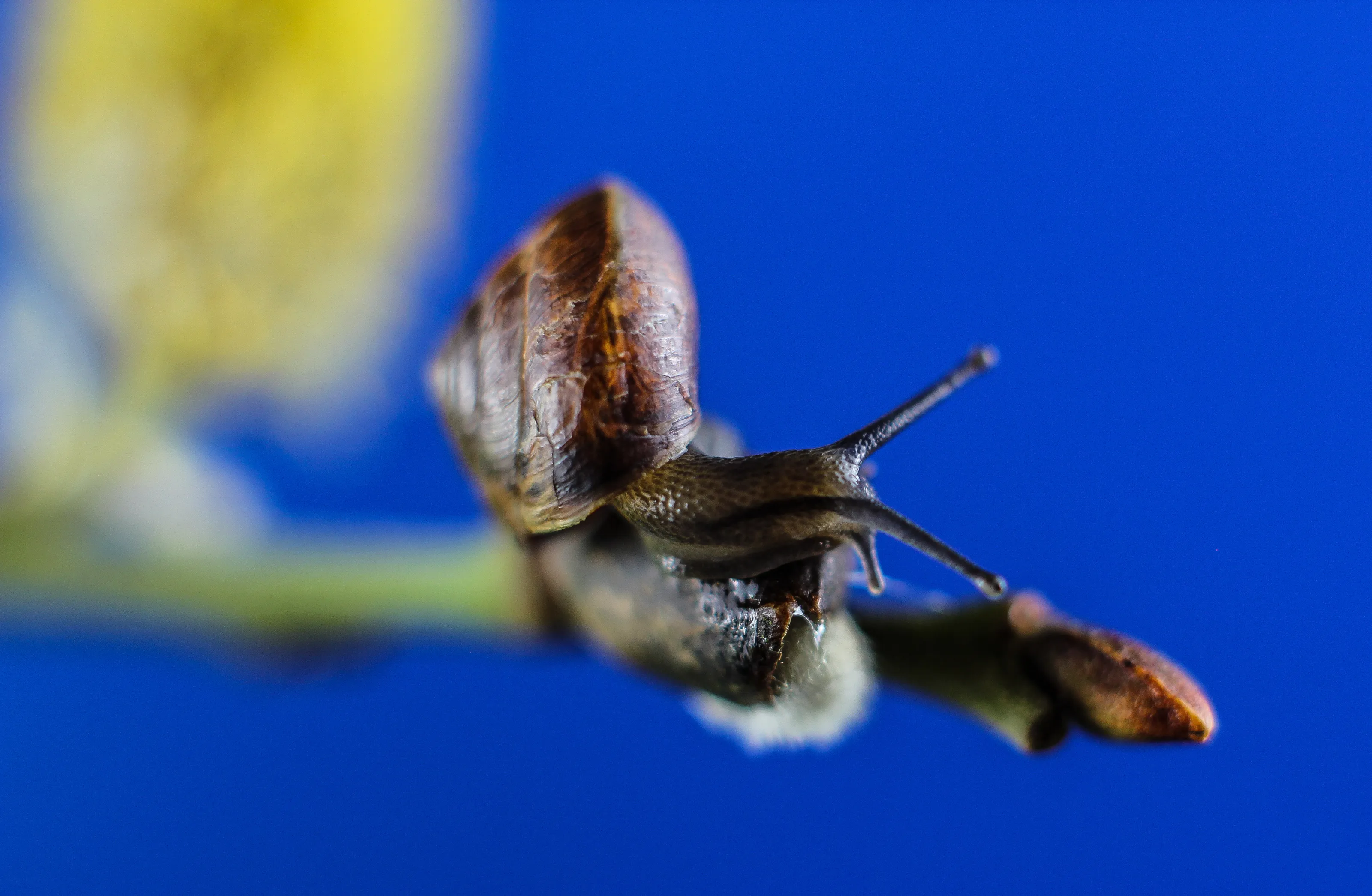 Snails in Colour (no people)