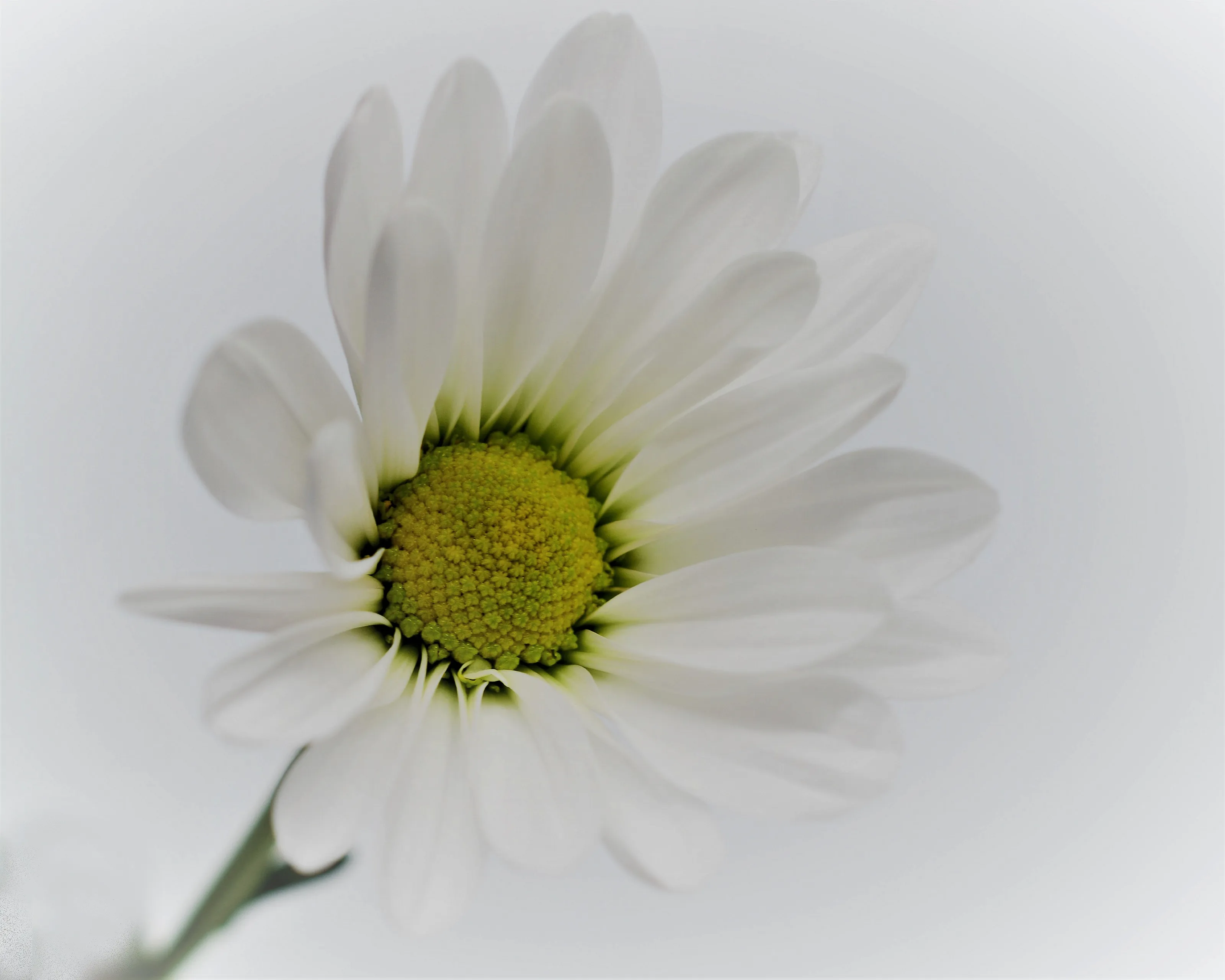 White Flowers in Colour