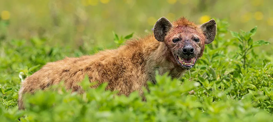 Hyenas in the Wild