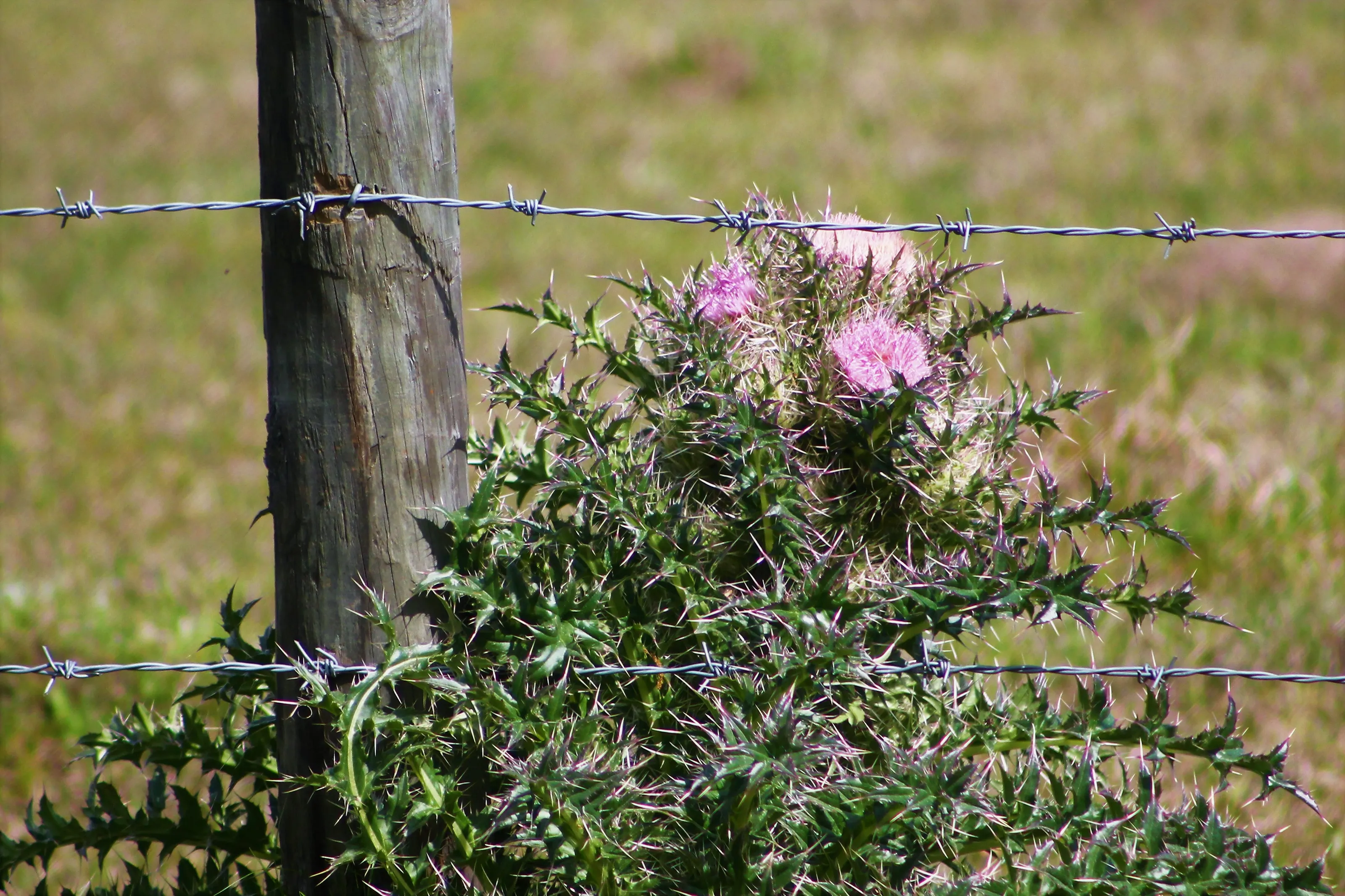 Fenceposts and Flowers