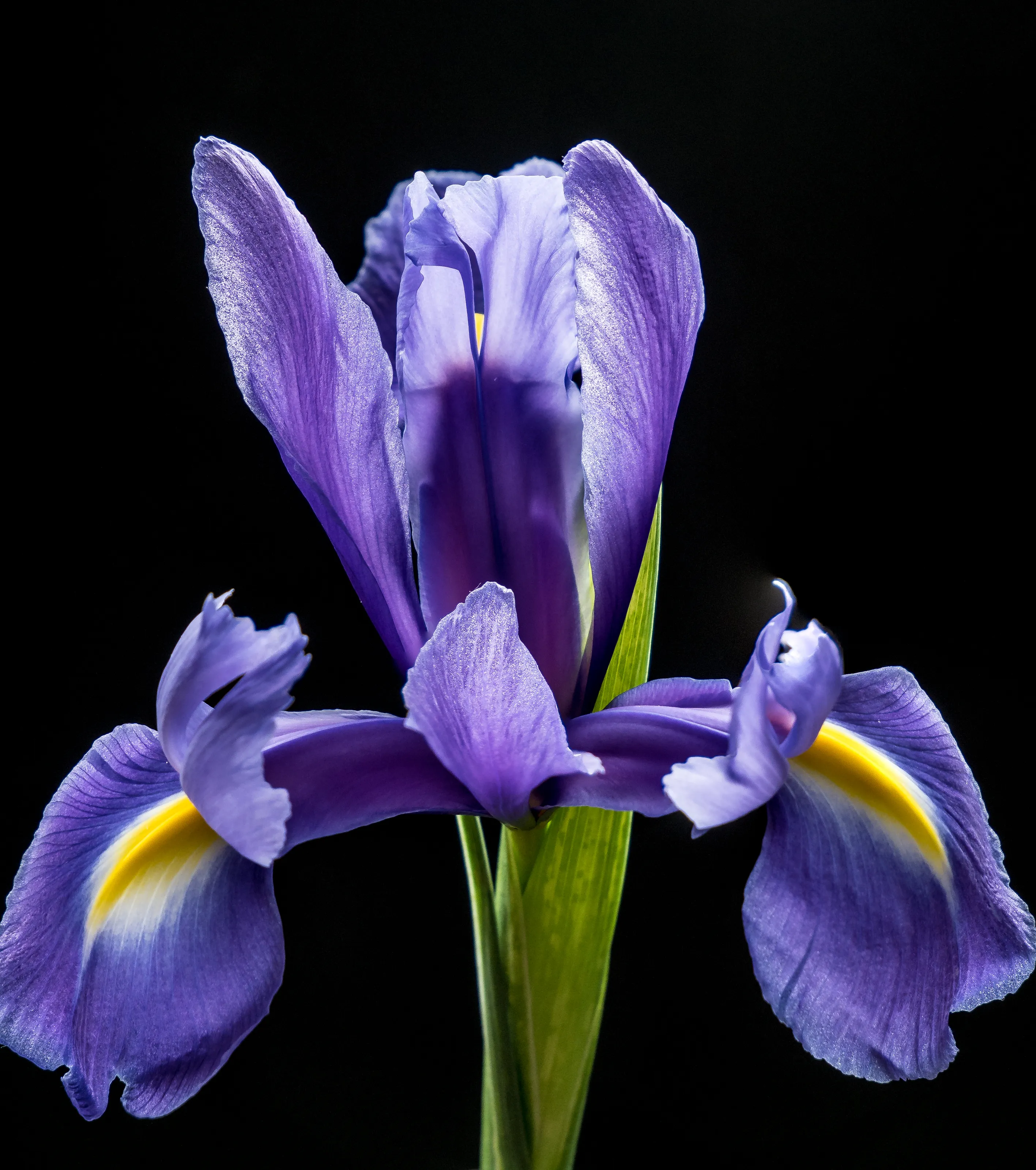 Iris Flowers in Colour