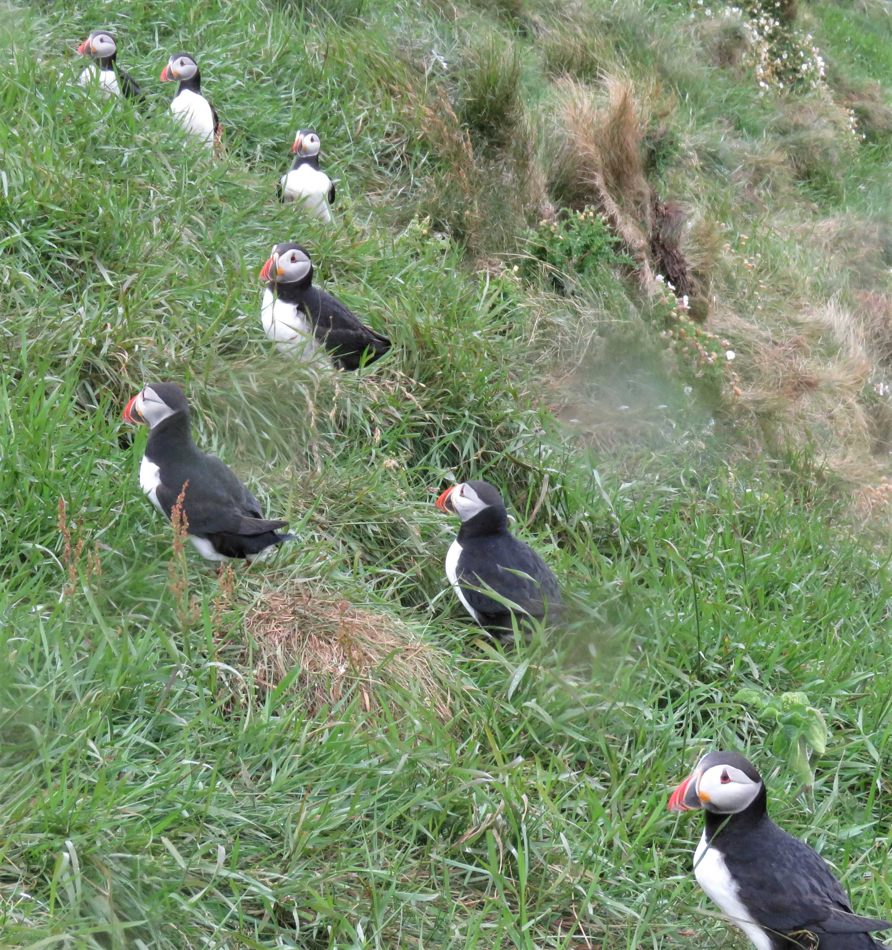 Black and White Birds in Colour