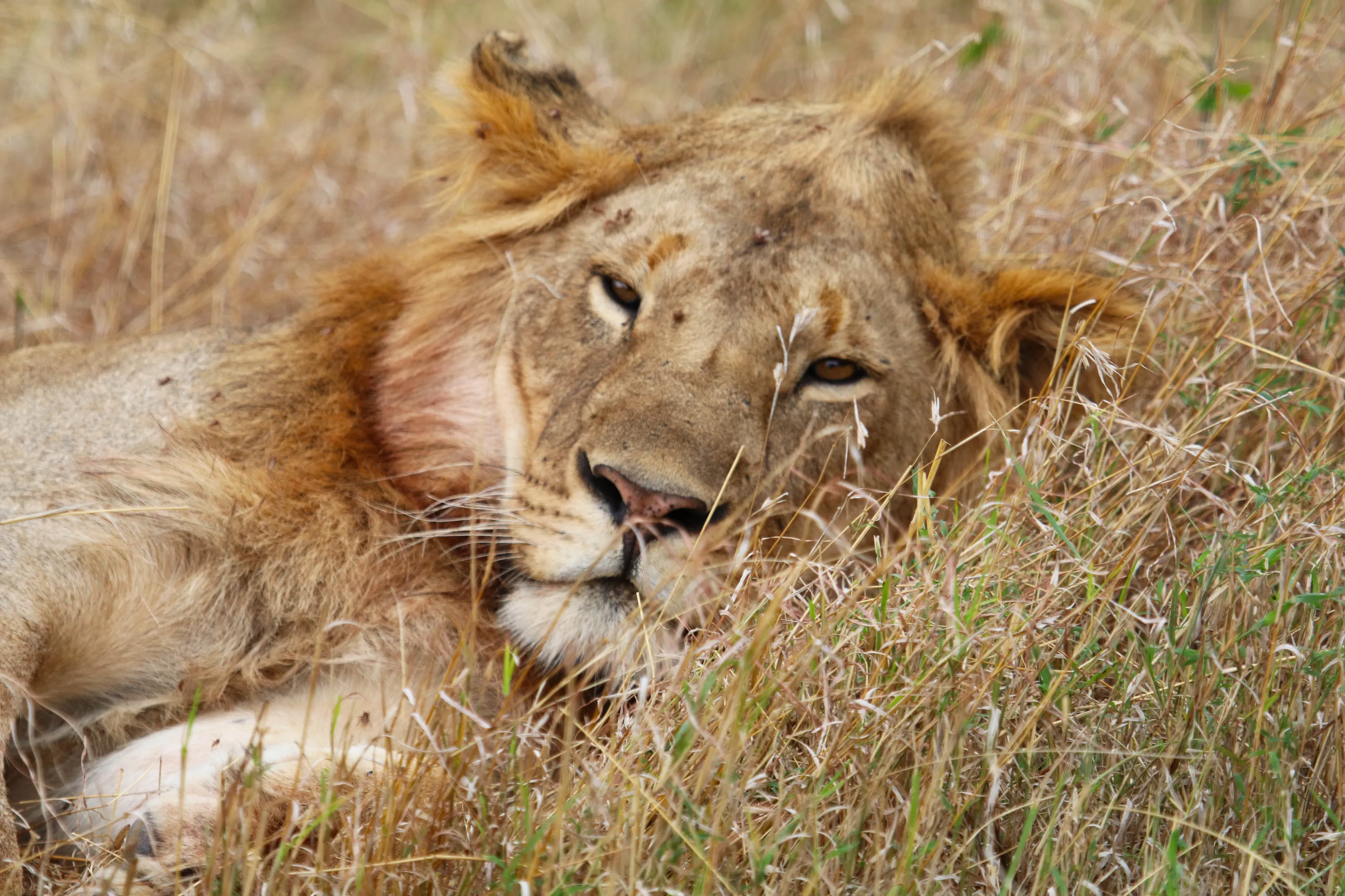 Wild Cats