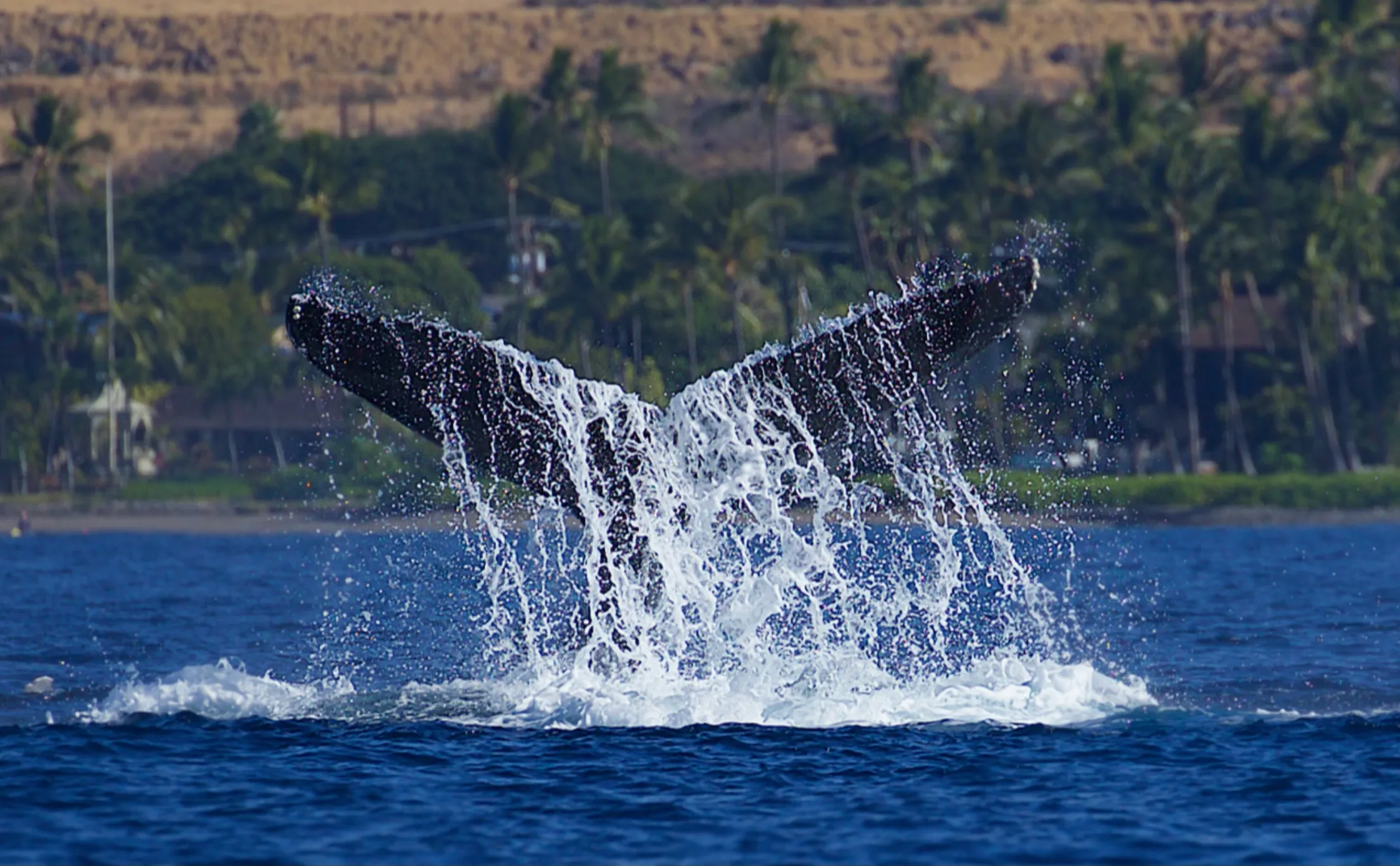 Water Animals