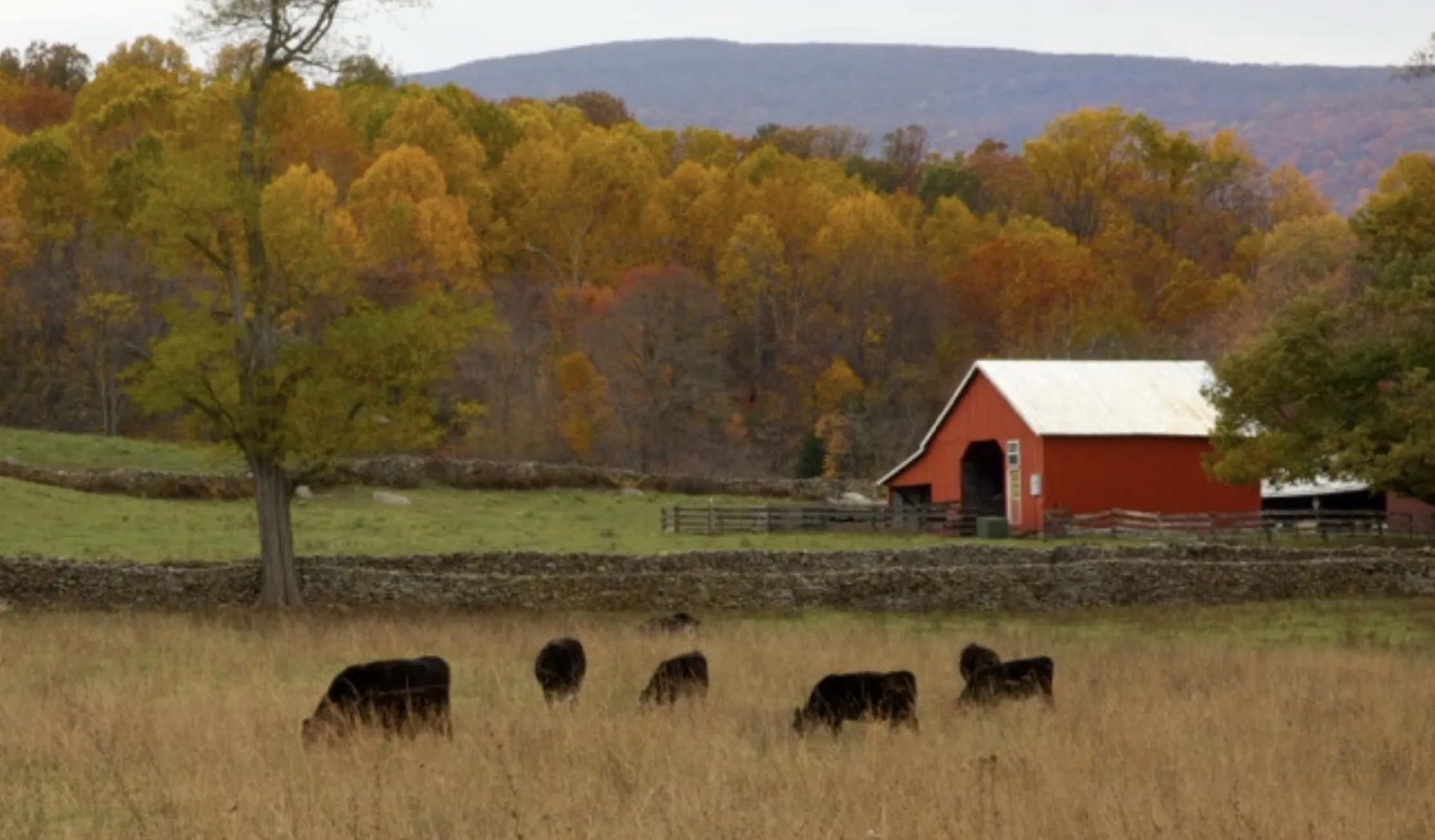 Barns in the Countryside