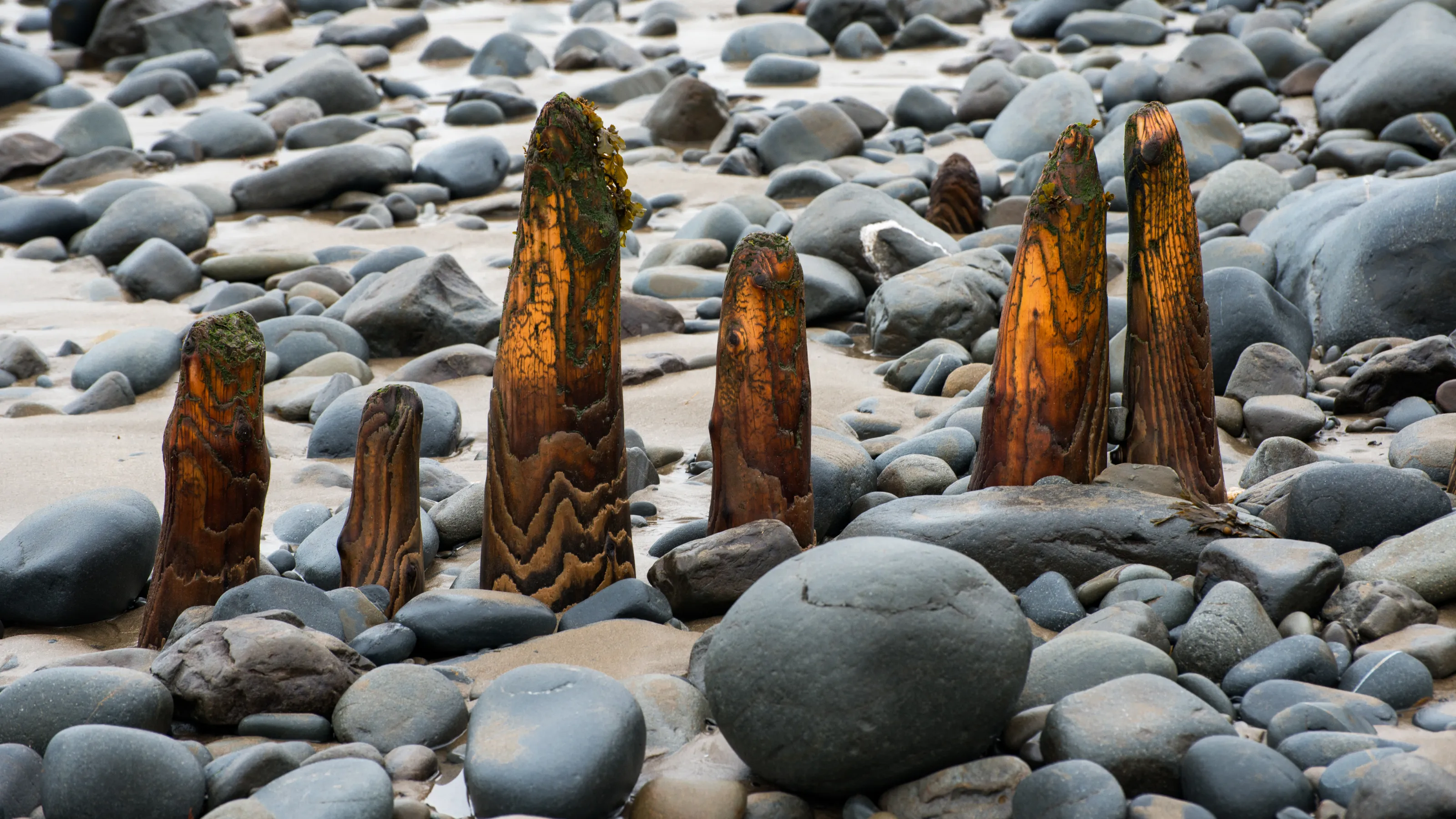 Close-ups of Wooden Groynes and Piers
