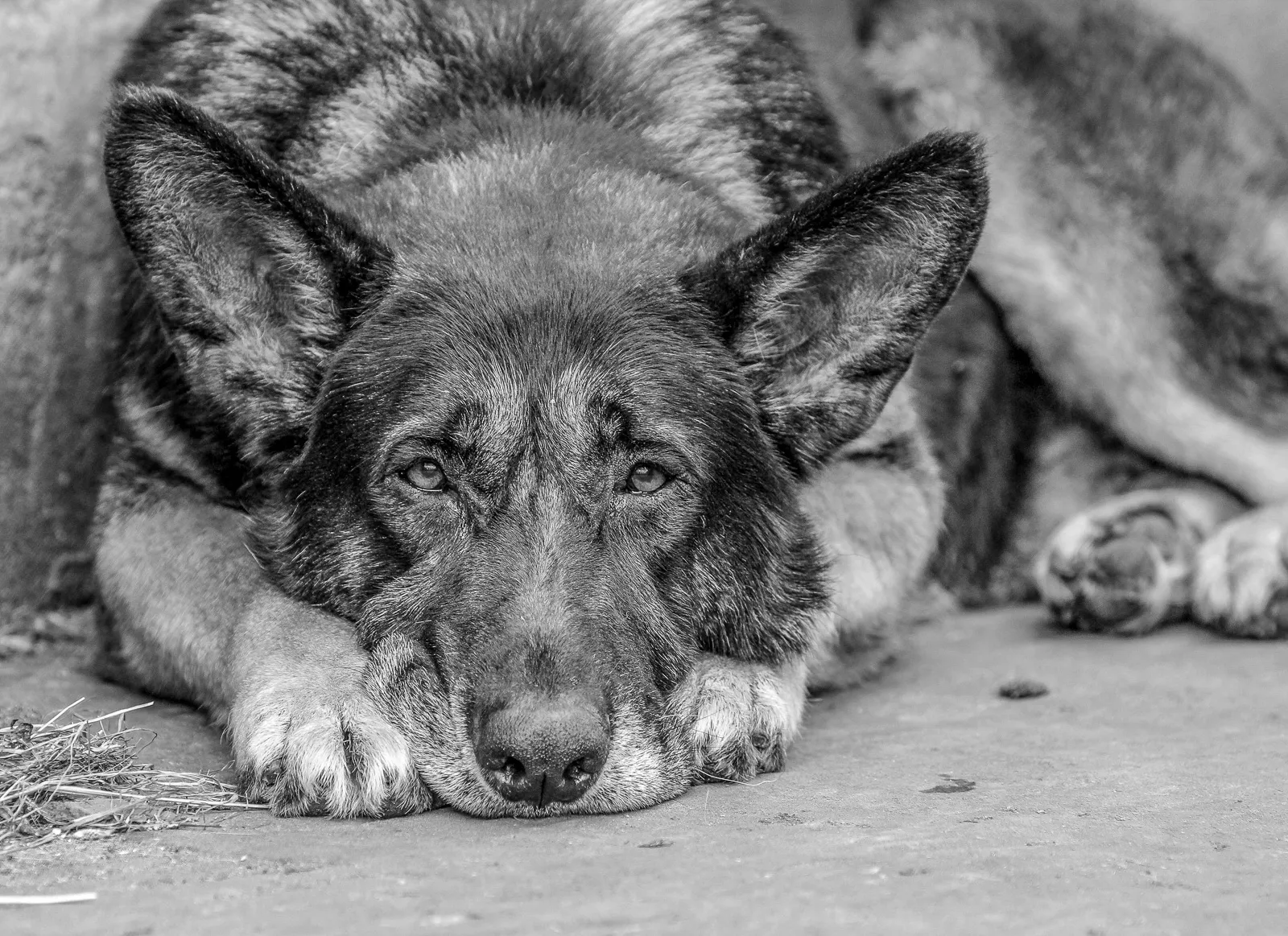 Dogs in Black and White