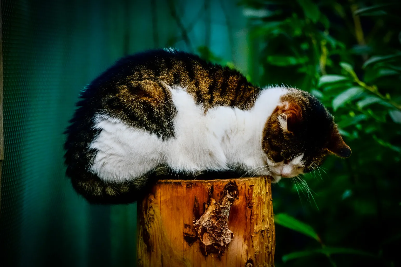 Balancing (no birds)