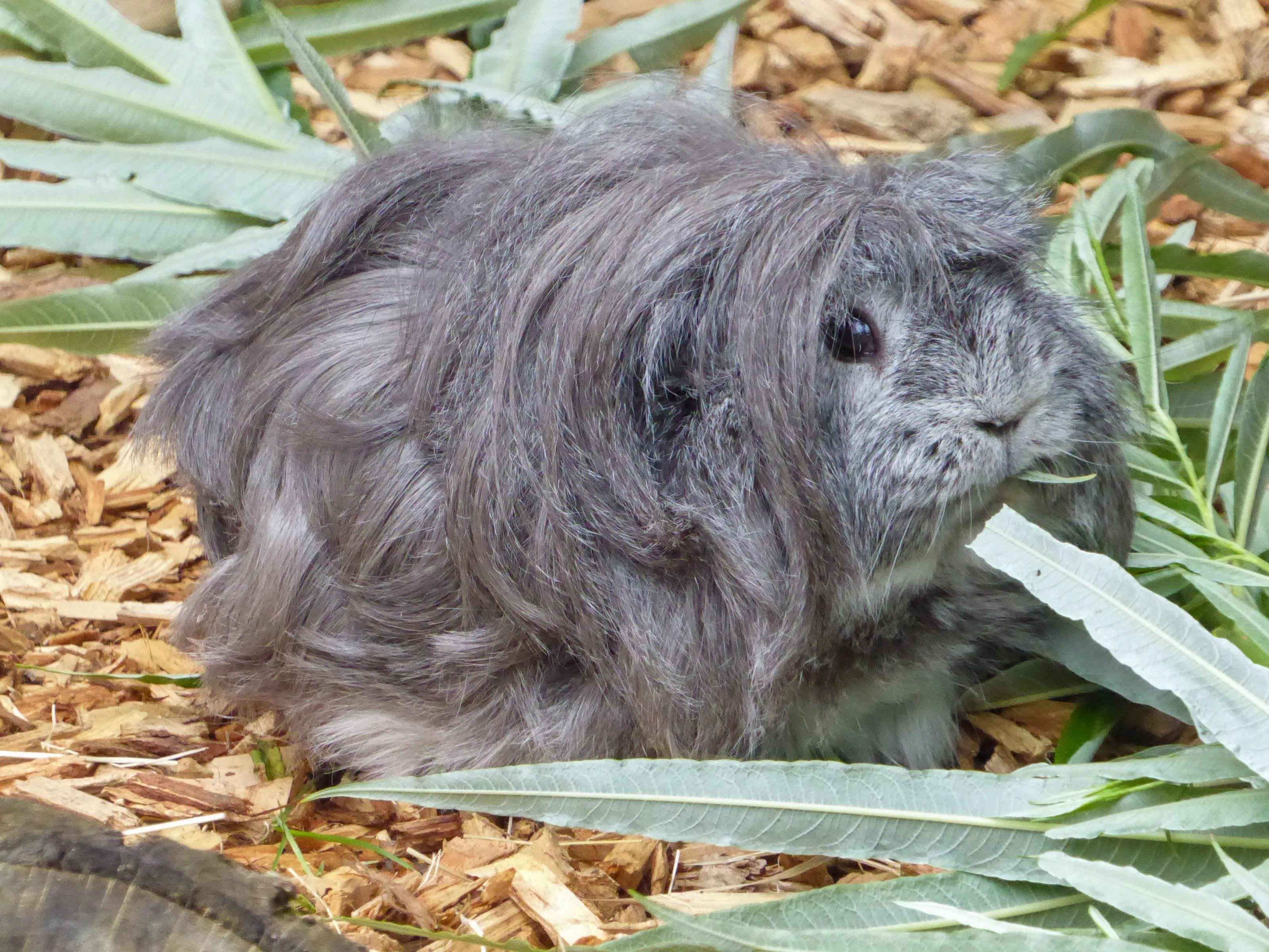 Guinea Pigs (in colour)
