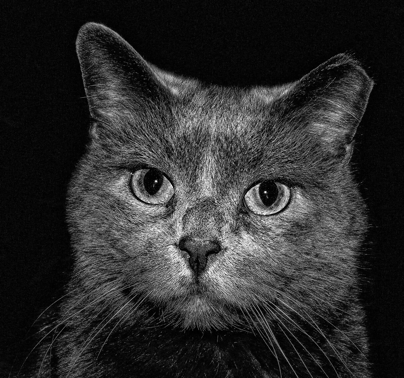 Animals Staring At Your Camera (no humans)