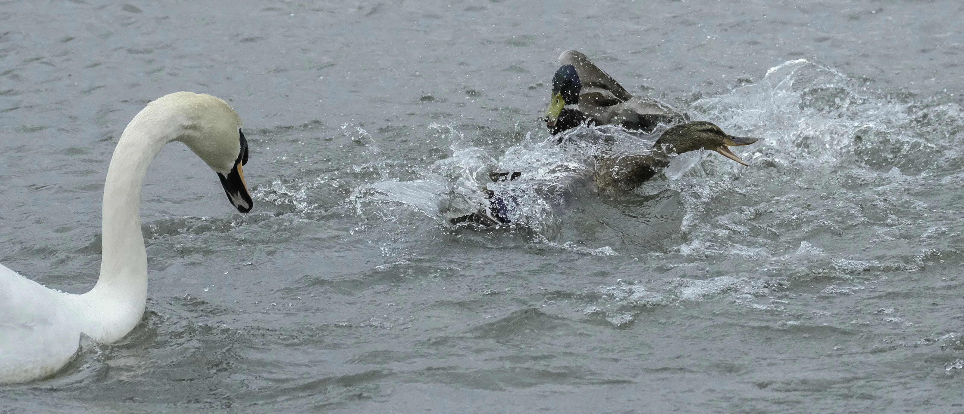 Wildlife Squabbles (in colour)