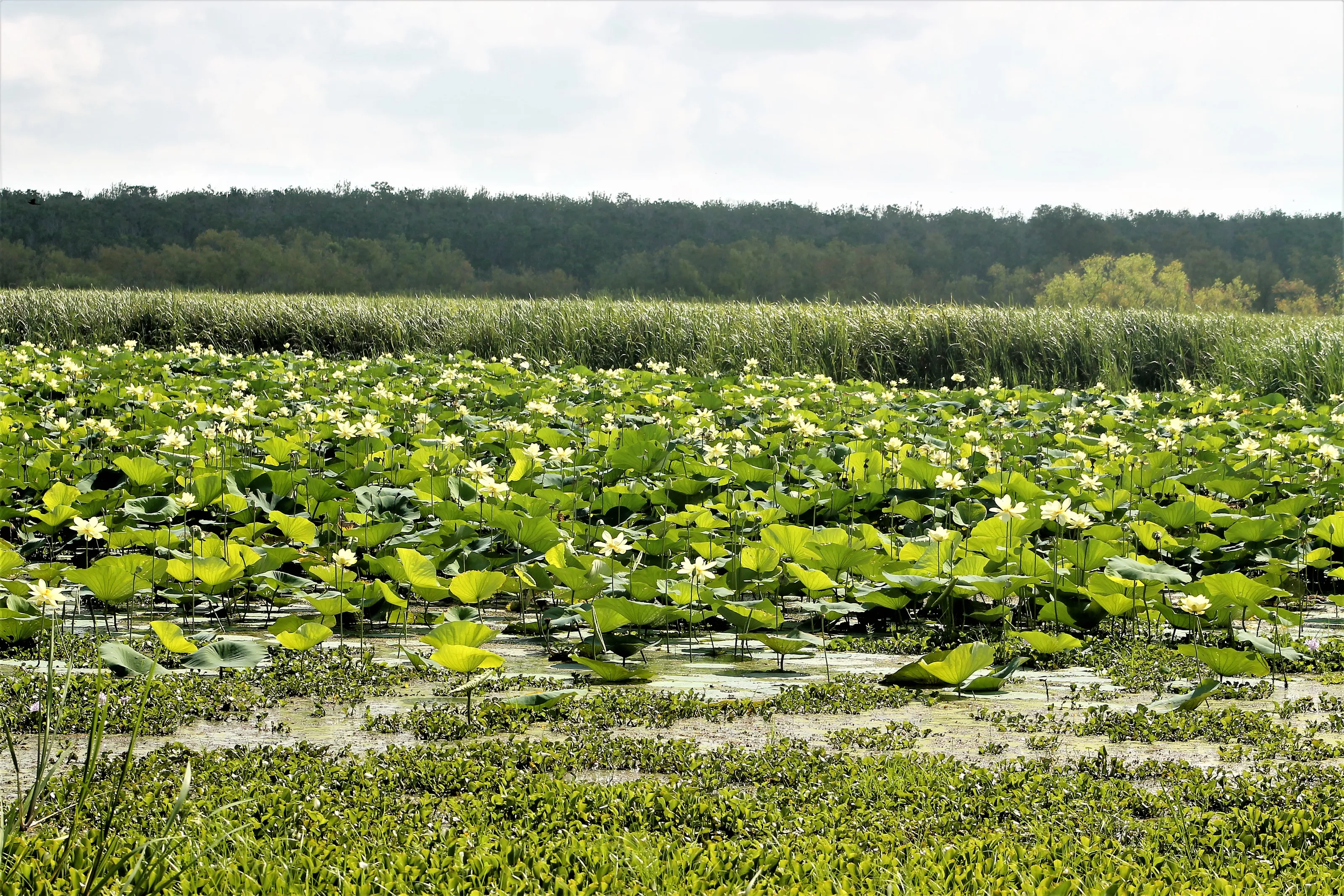 Water Lilies and Lily Pads (in colour)