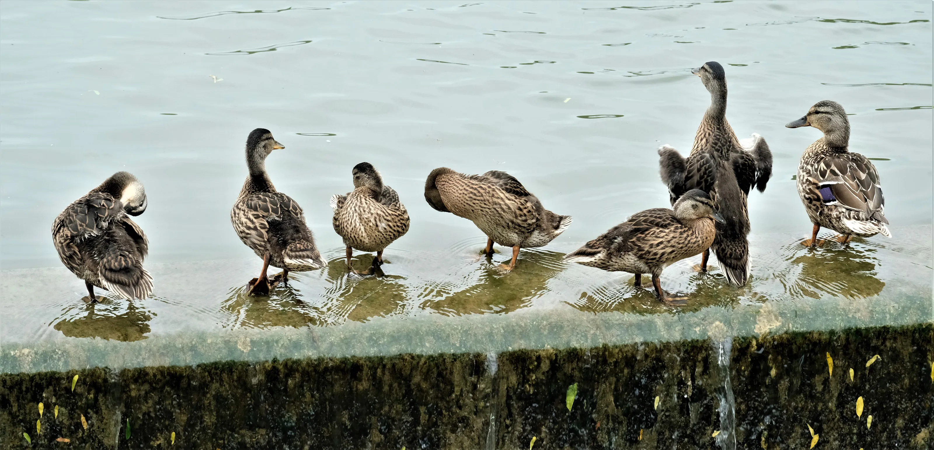 All in a Row on the Edge