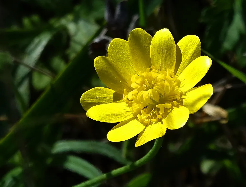 Yellow Flowers with a Dark Background