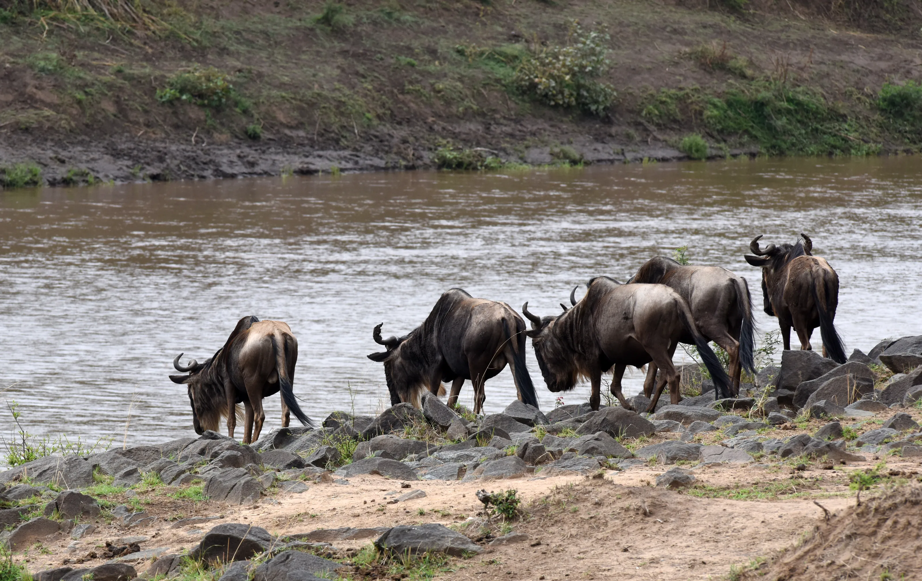 Wildebeest (no people)
