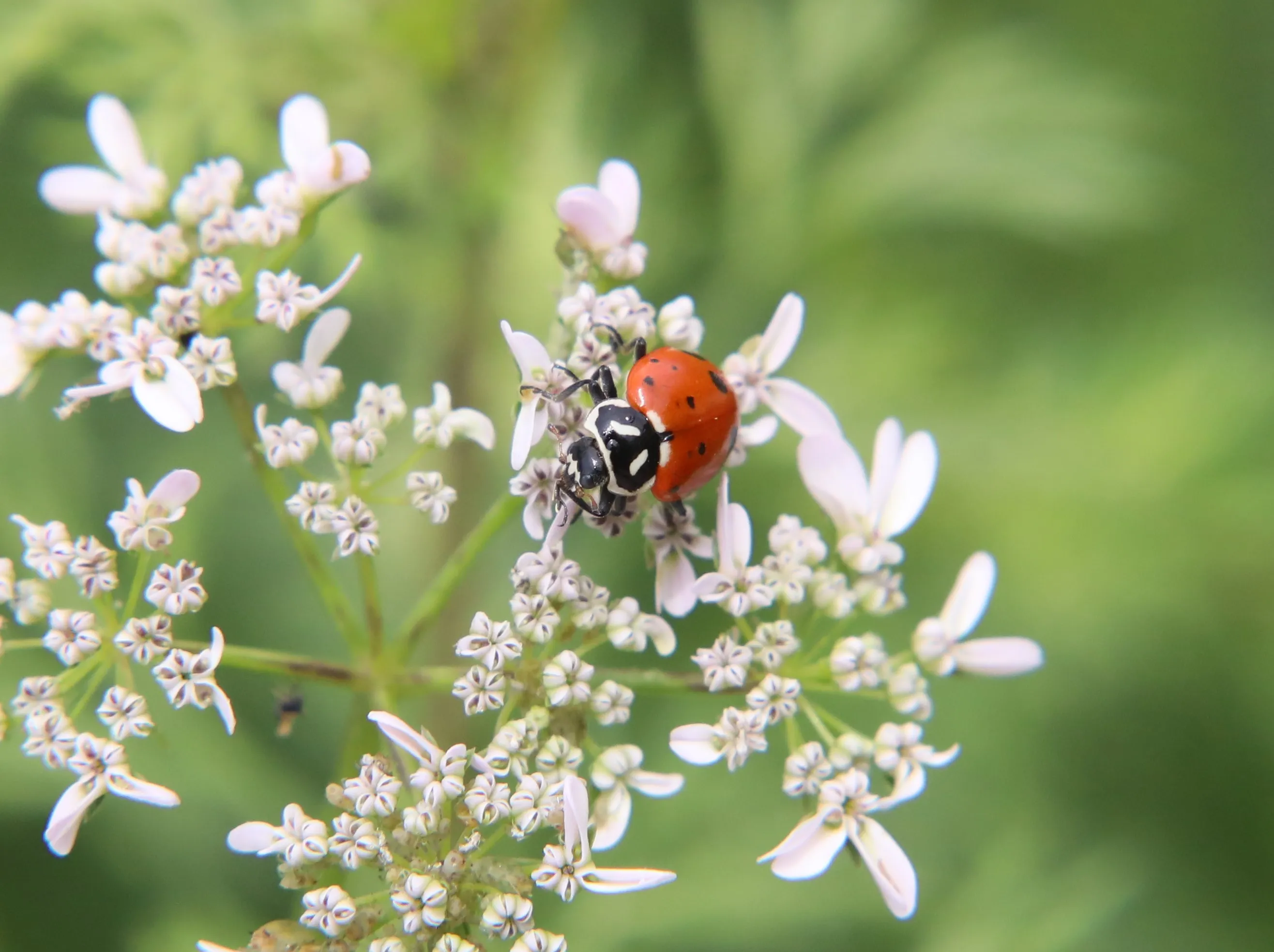 Ladybirds/Ladybugs in Nature