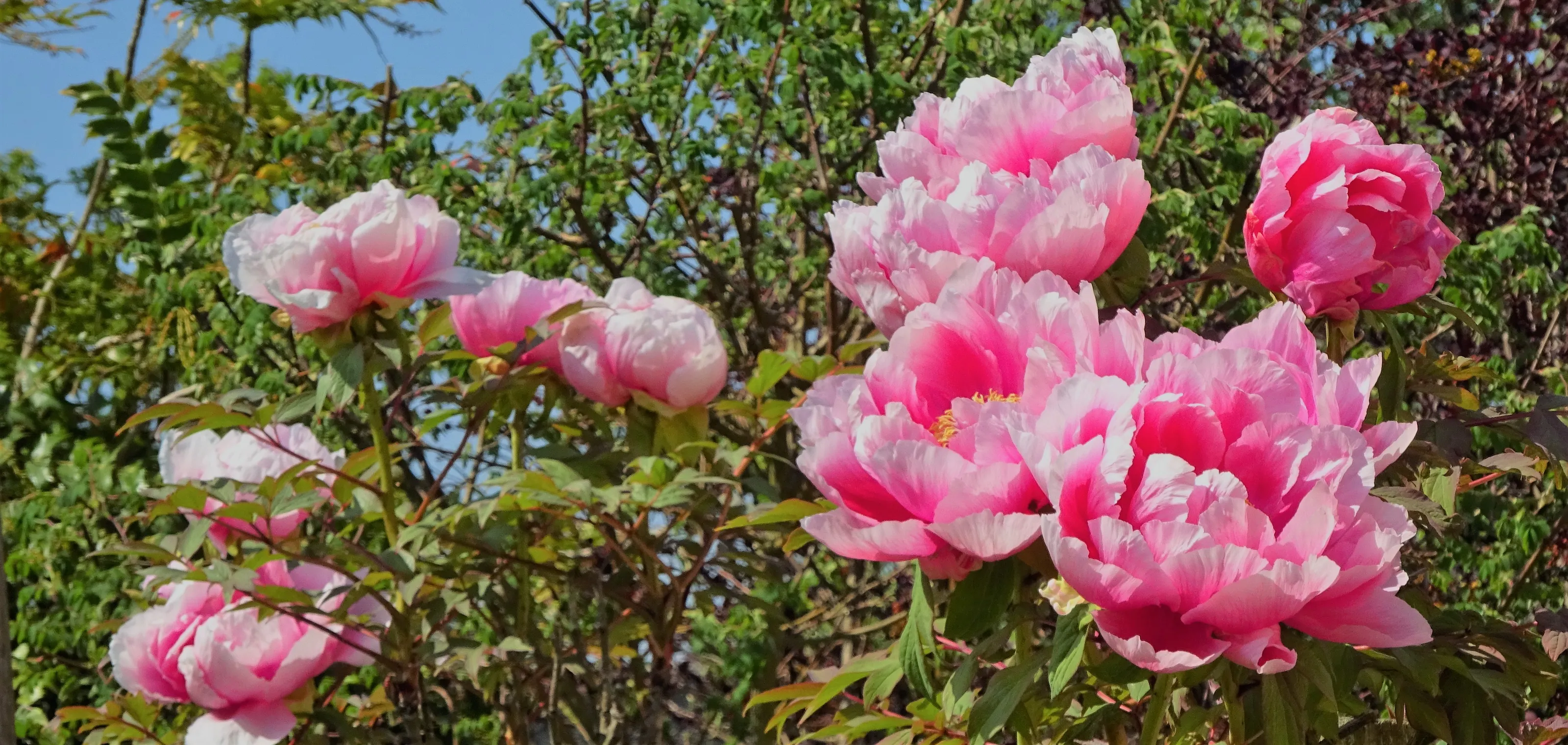 Peonies in Colour