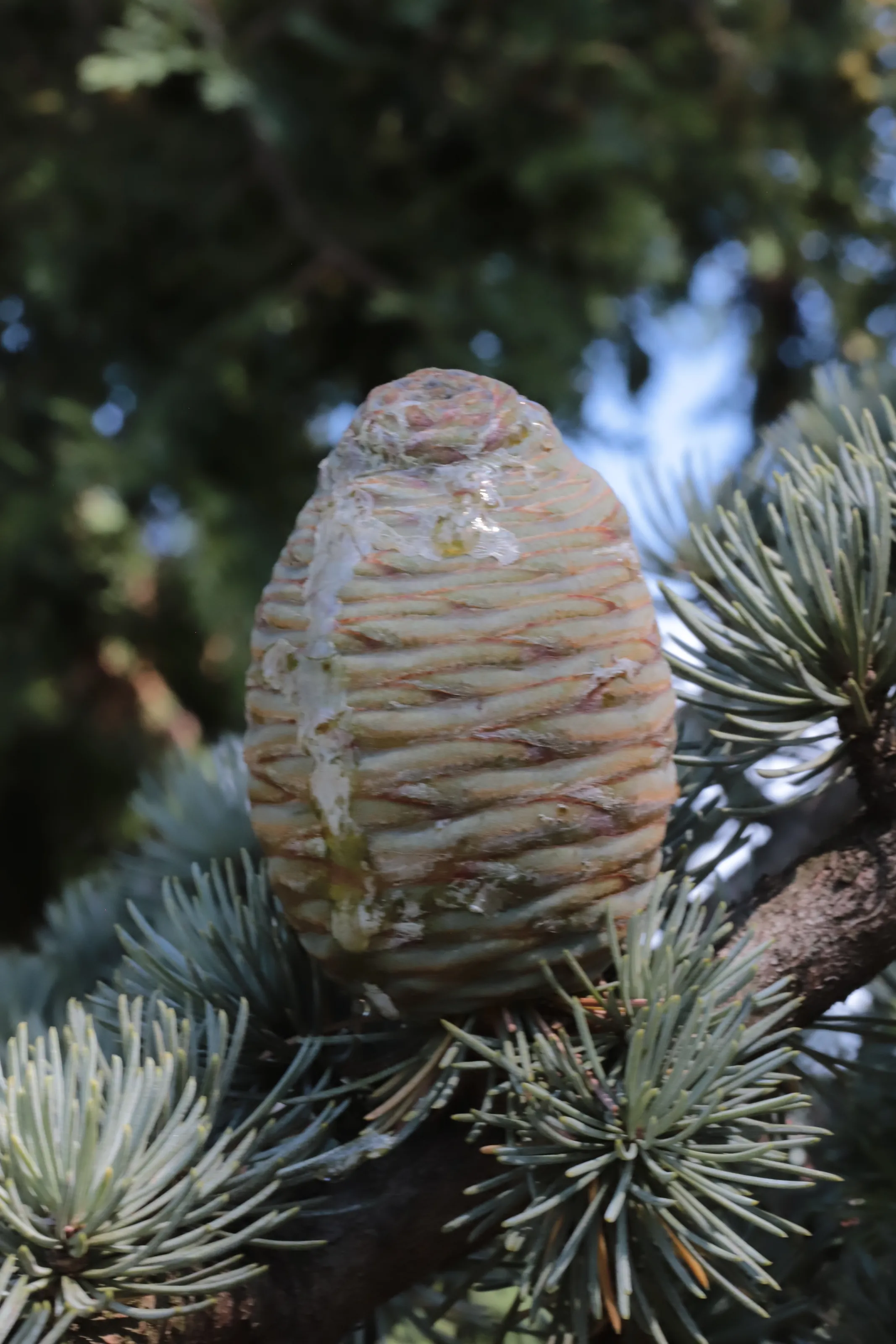 Pine Cones in Colour