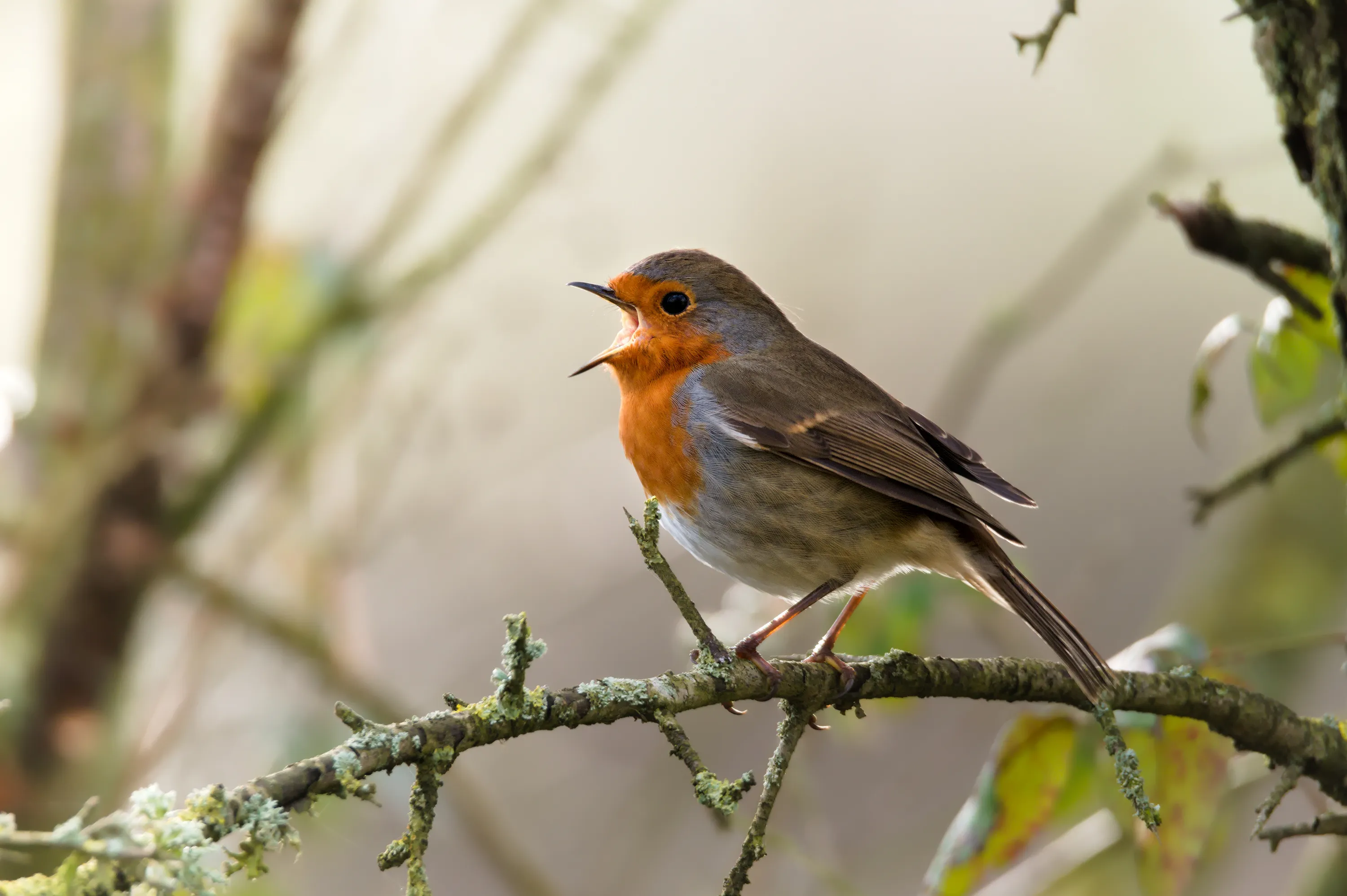 Birds with Open Beak