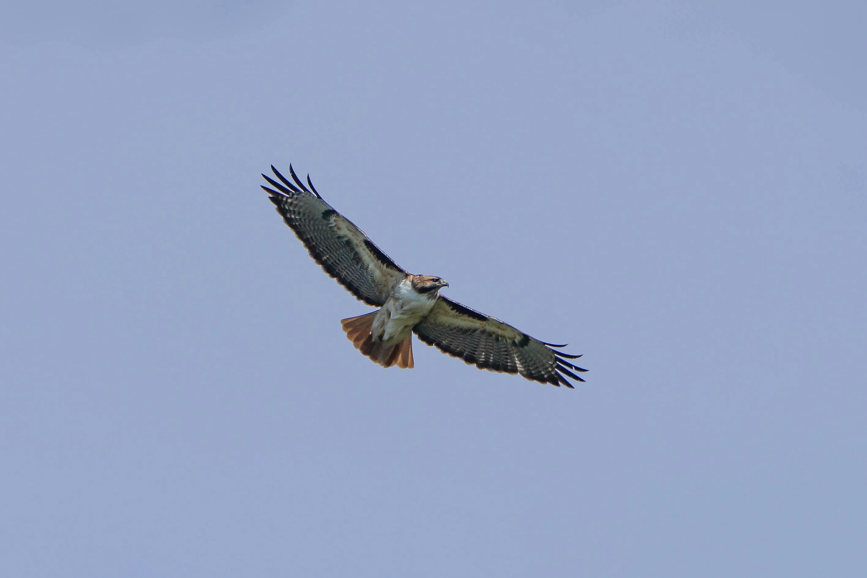 Red-Tailed Hawks in Colour