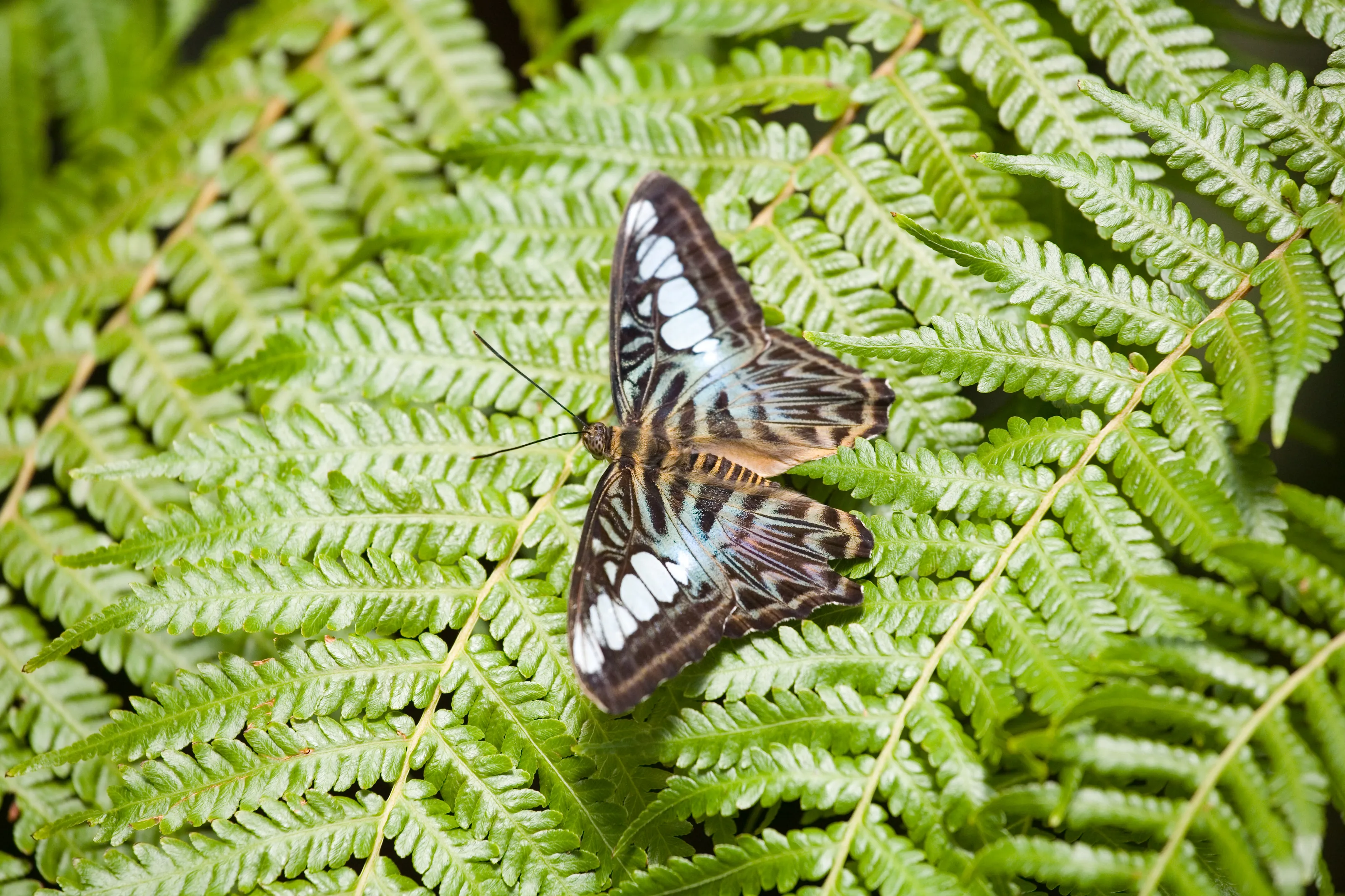 Butterflies and Moths