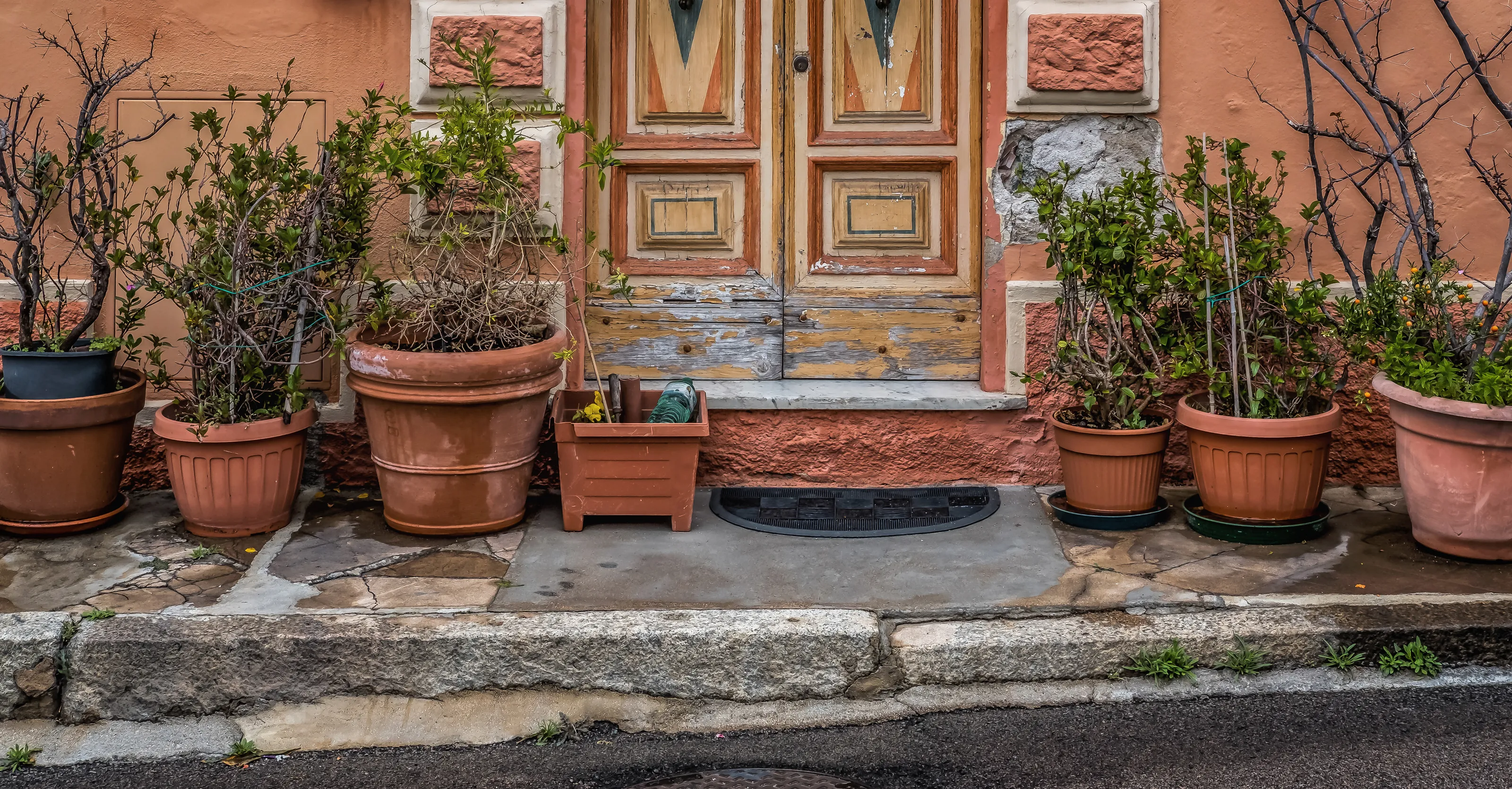 Plant Pots and Potted Plants
