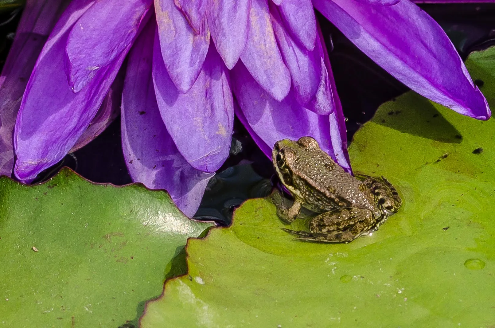 Wild Animals and Flowers (no insects)