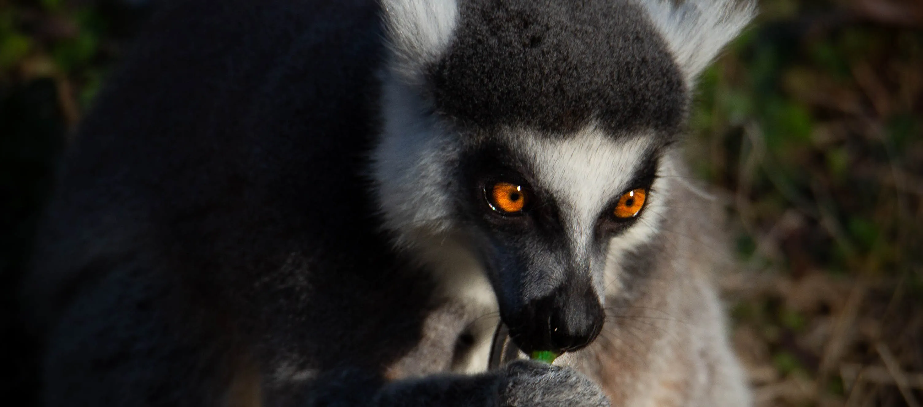 Lemurs