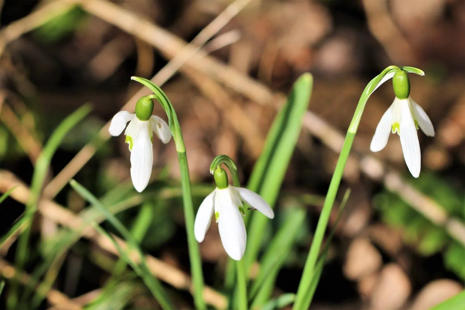 Spring Flowers (in colour)