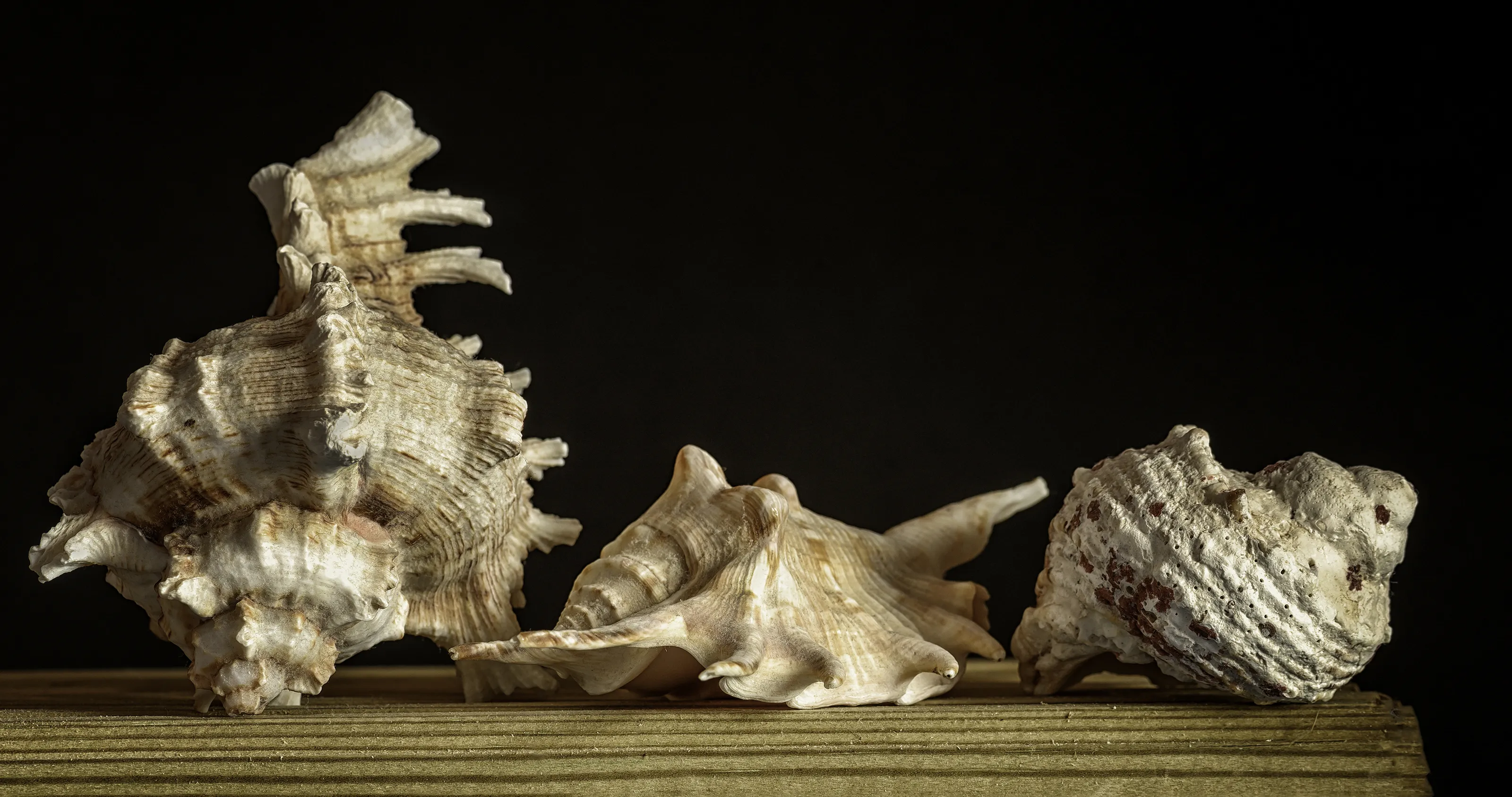 Still-Life (in colour)