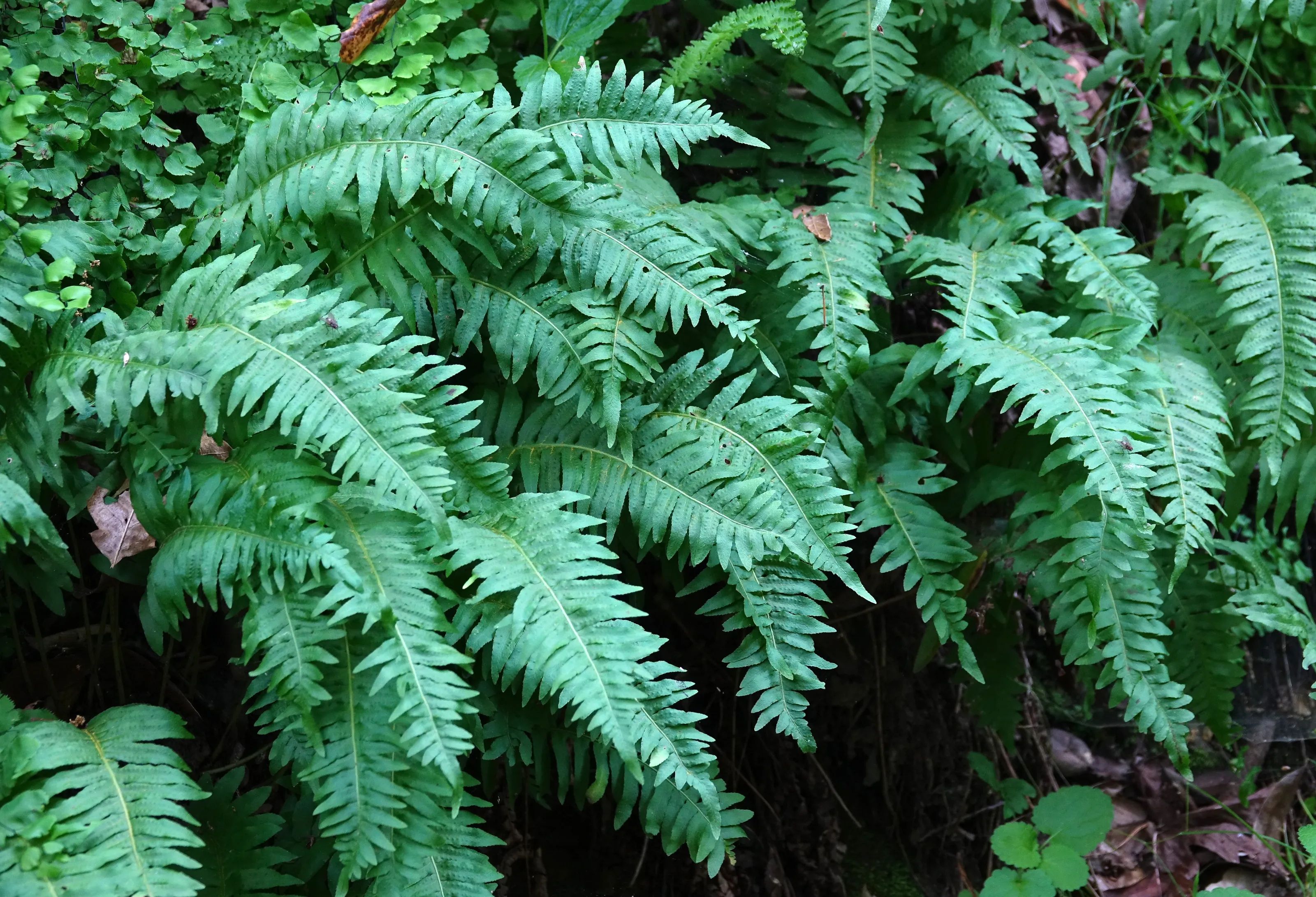 Ferns (no animals or people)