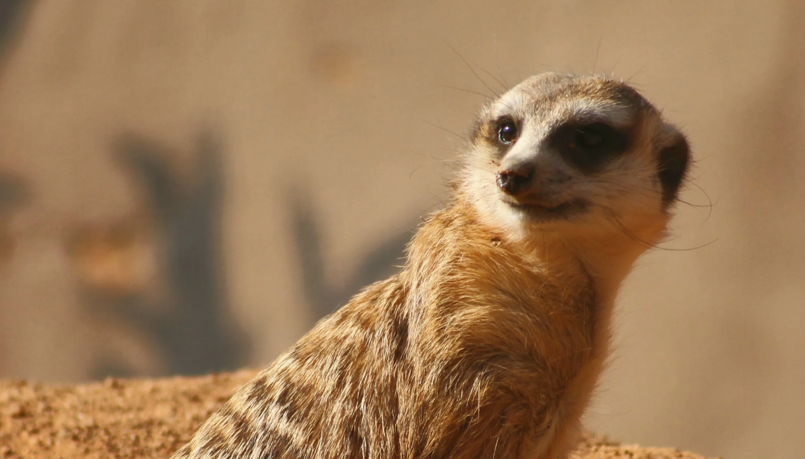 Meerkats