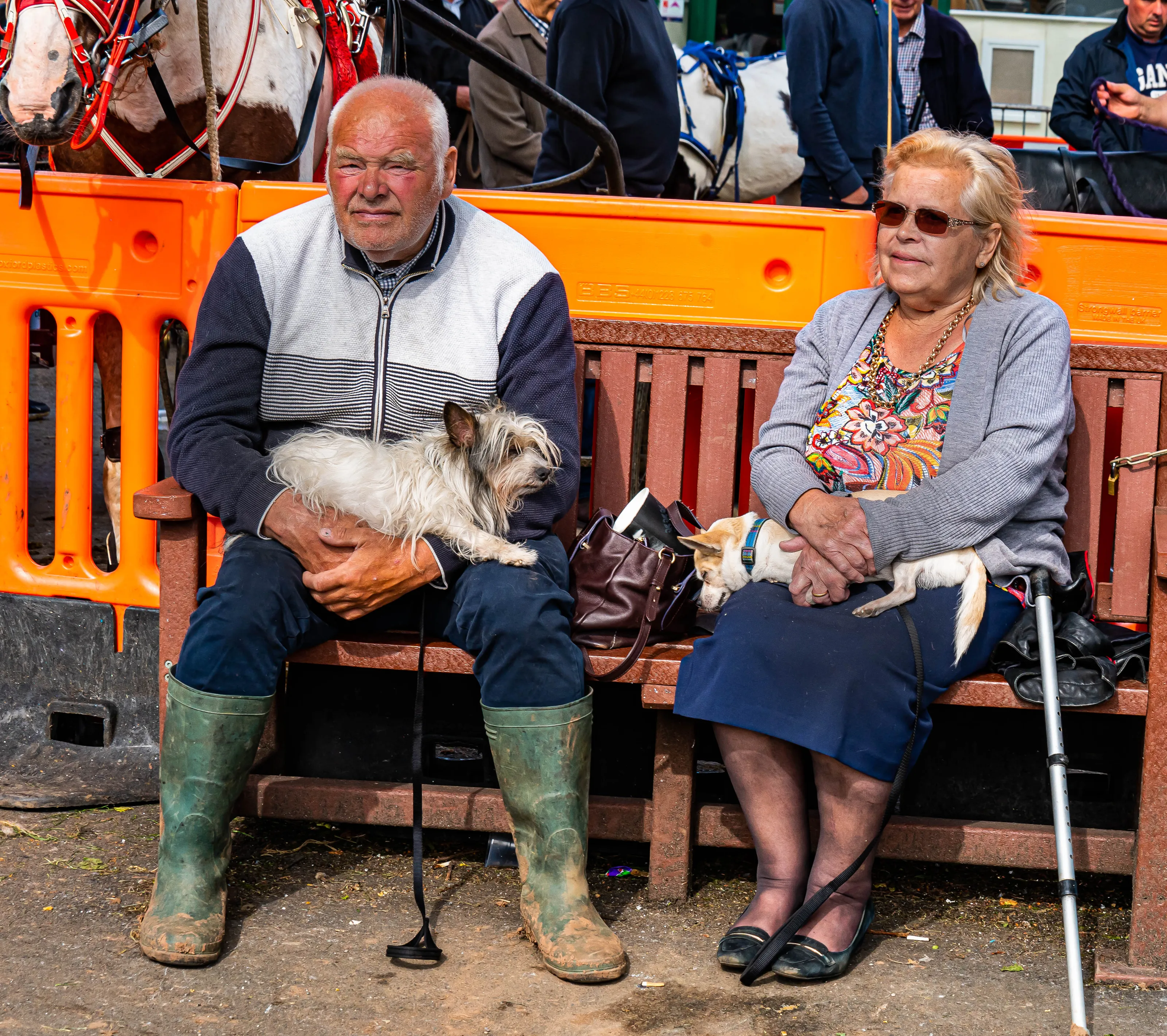 Dogs on Laps or Being Carried