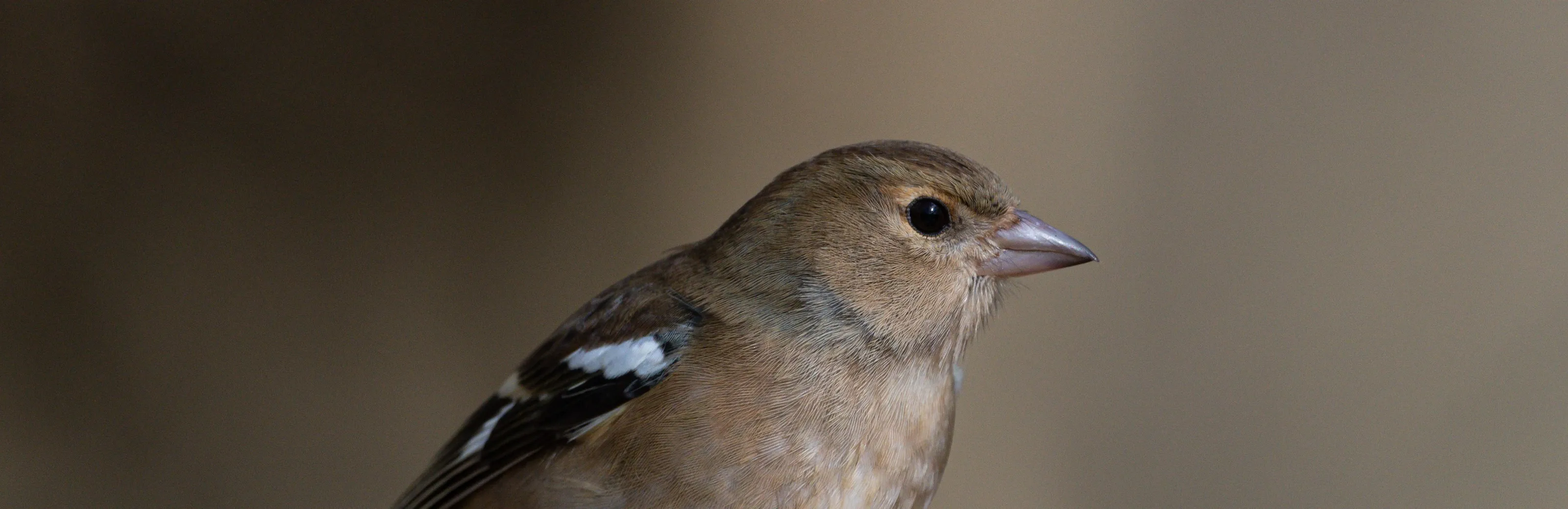 Birds of the Finch Family