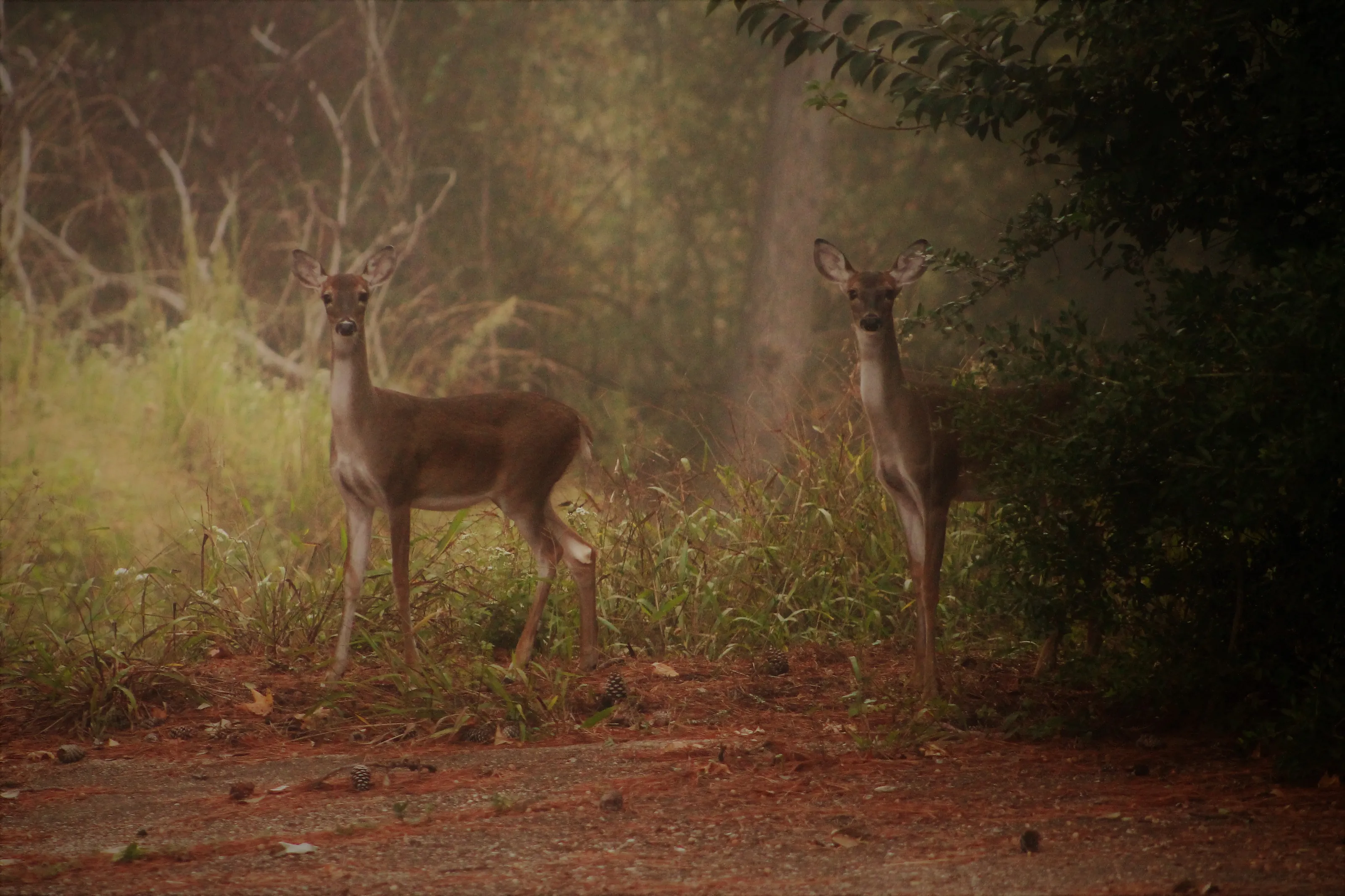 Wildlife in Their Natural Habitat (no close-ups)
