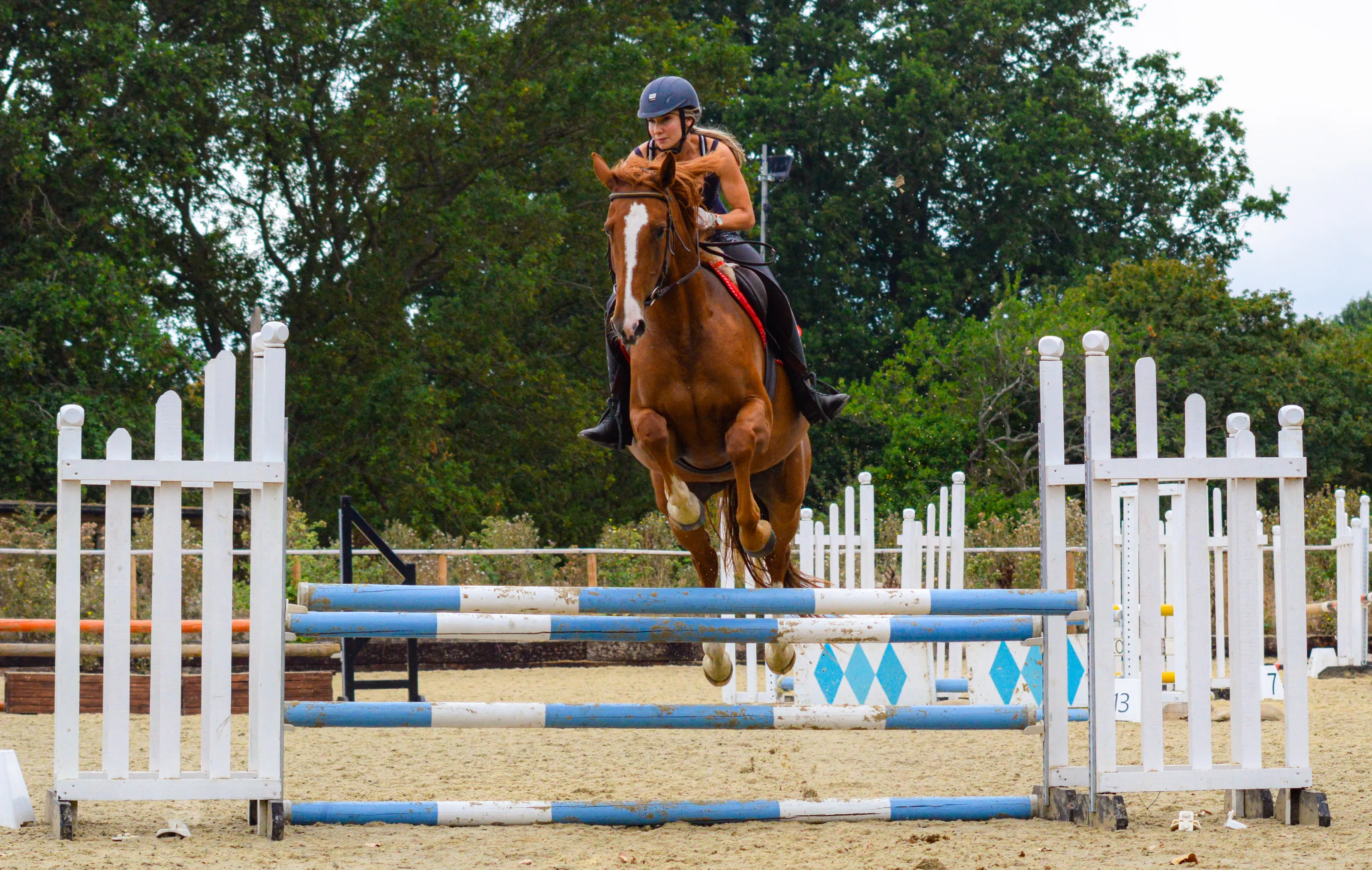 Horses in Action