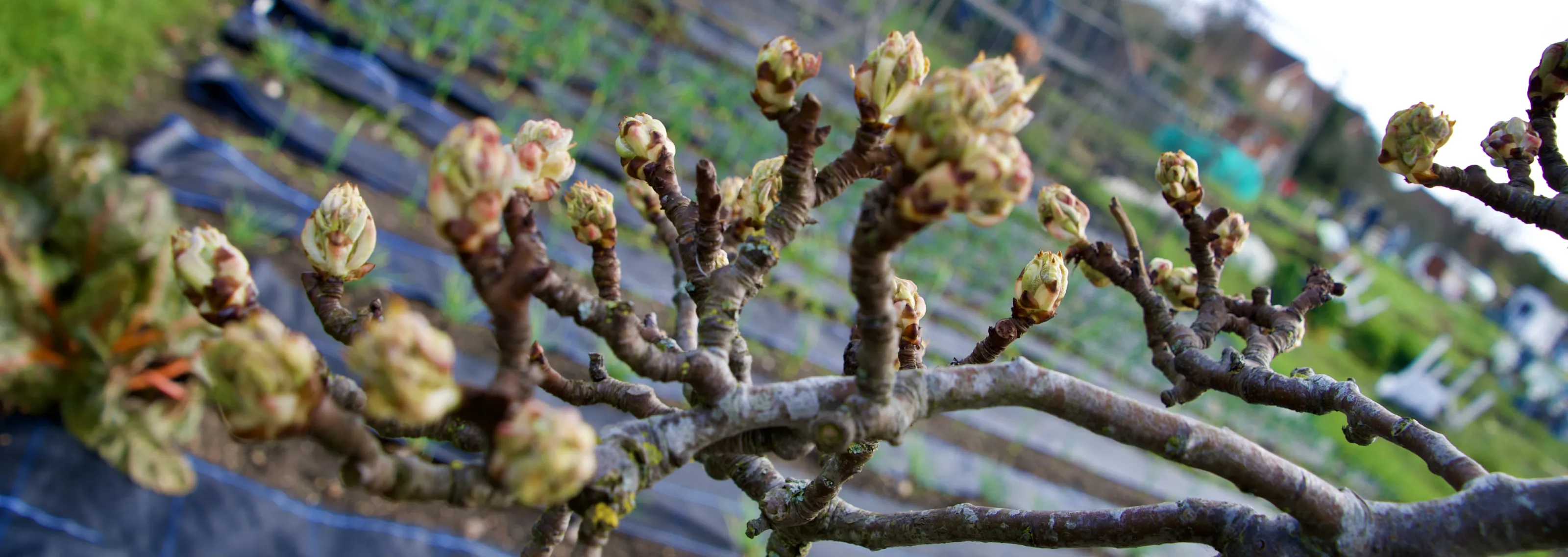 Spring is in the Air (no people)