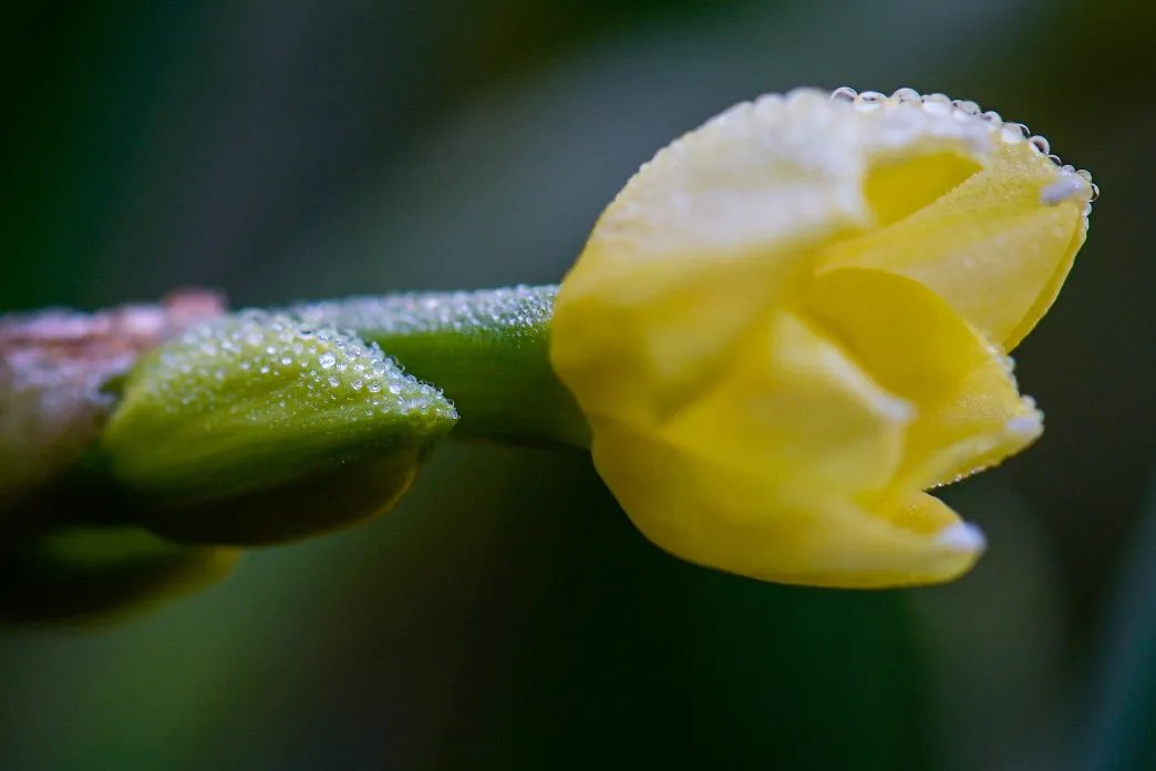 Morning Dew