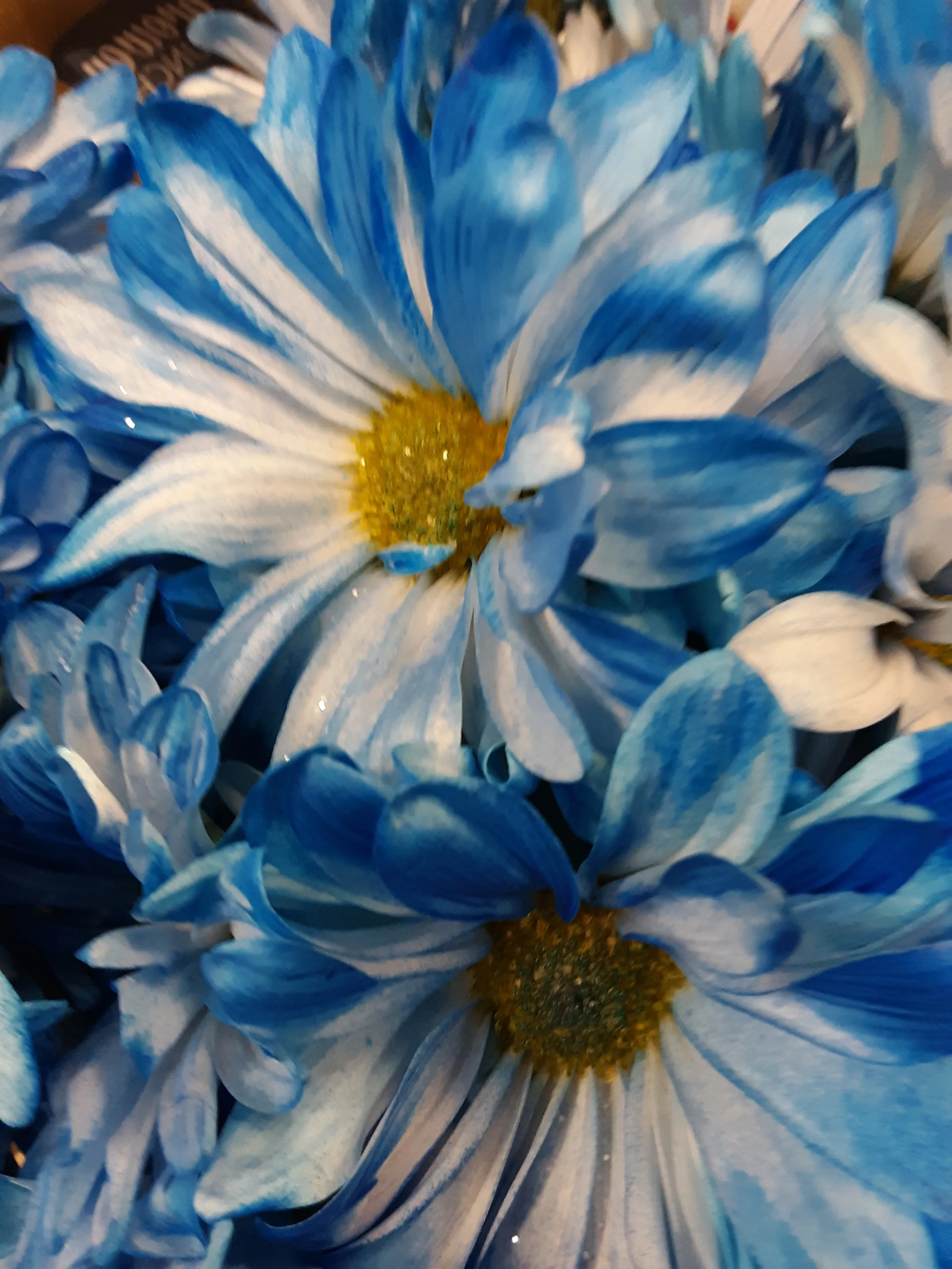 Blue Flowers (no people)