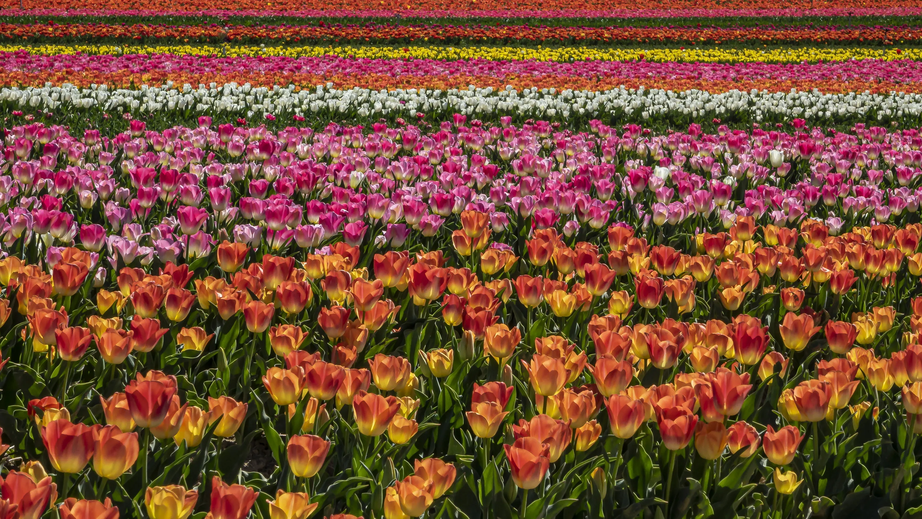 Tulips in Colour