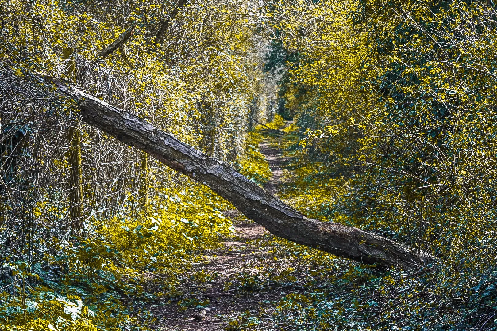 Fallen (in colour)