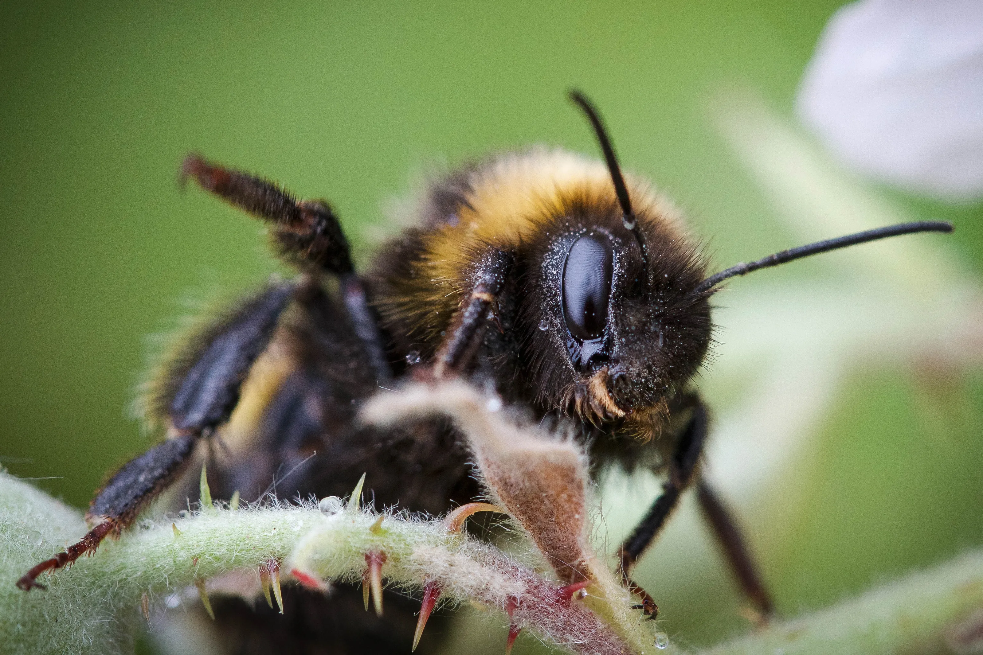 Busy Bees (in colour)