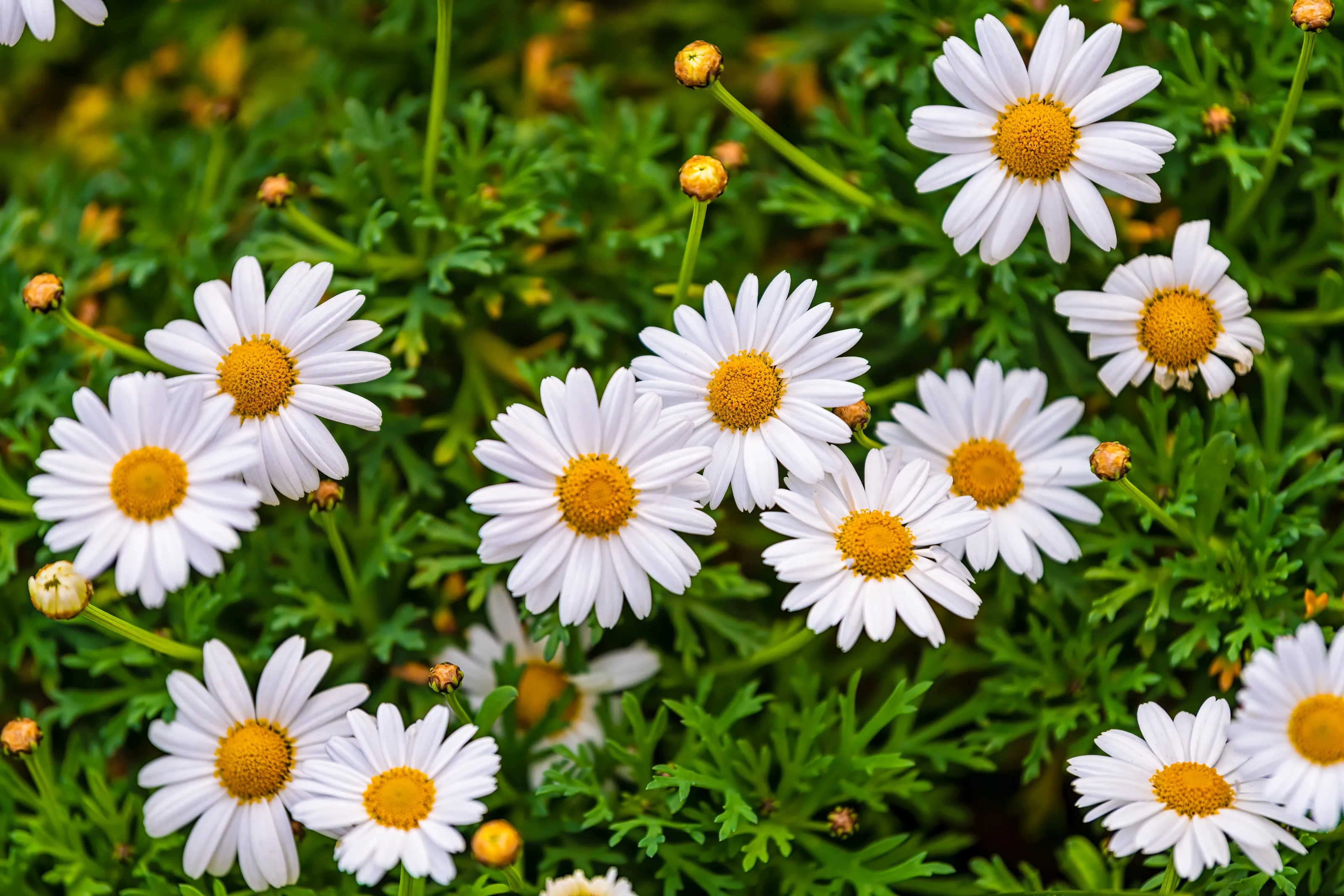 Daisies In Colour