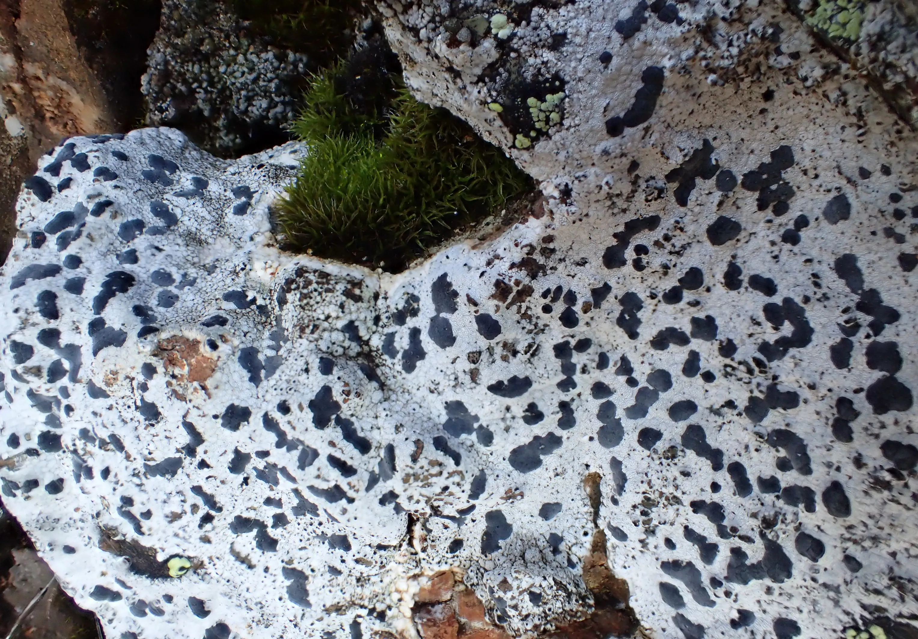 Lichens on Rocks